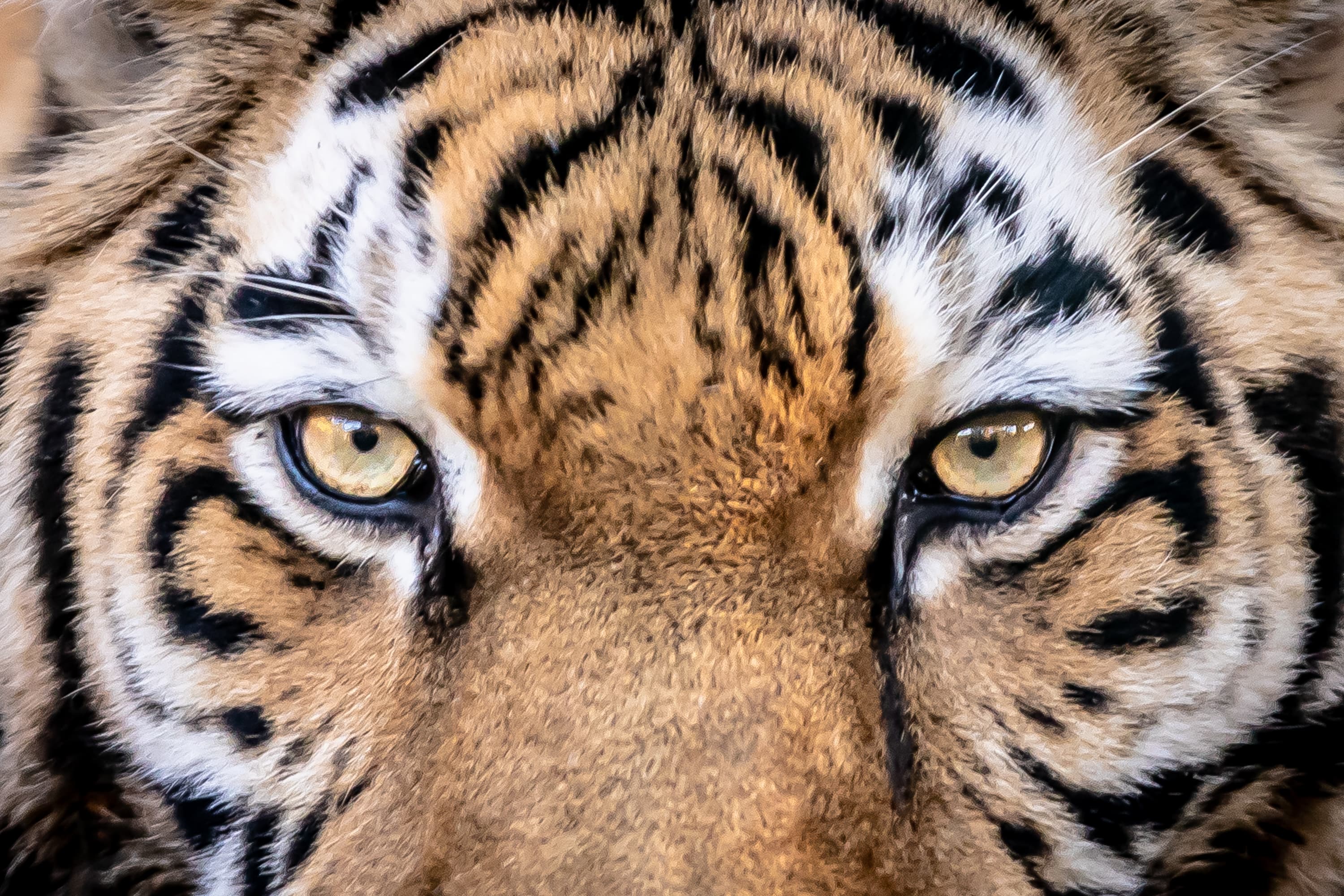 Stars im Tierpark sind die Tiger im Wildpark Lüneburger heideThe stars of the zoo are the tigers in Lüneburg Heath Wildlife ParkStjernerne i den zoologiske have er tigrene i Lüneburg Heath Wildlife ParkDe sterren van de dierentuin zijn de tijgers in het Lüneburger Heide-wildpark