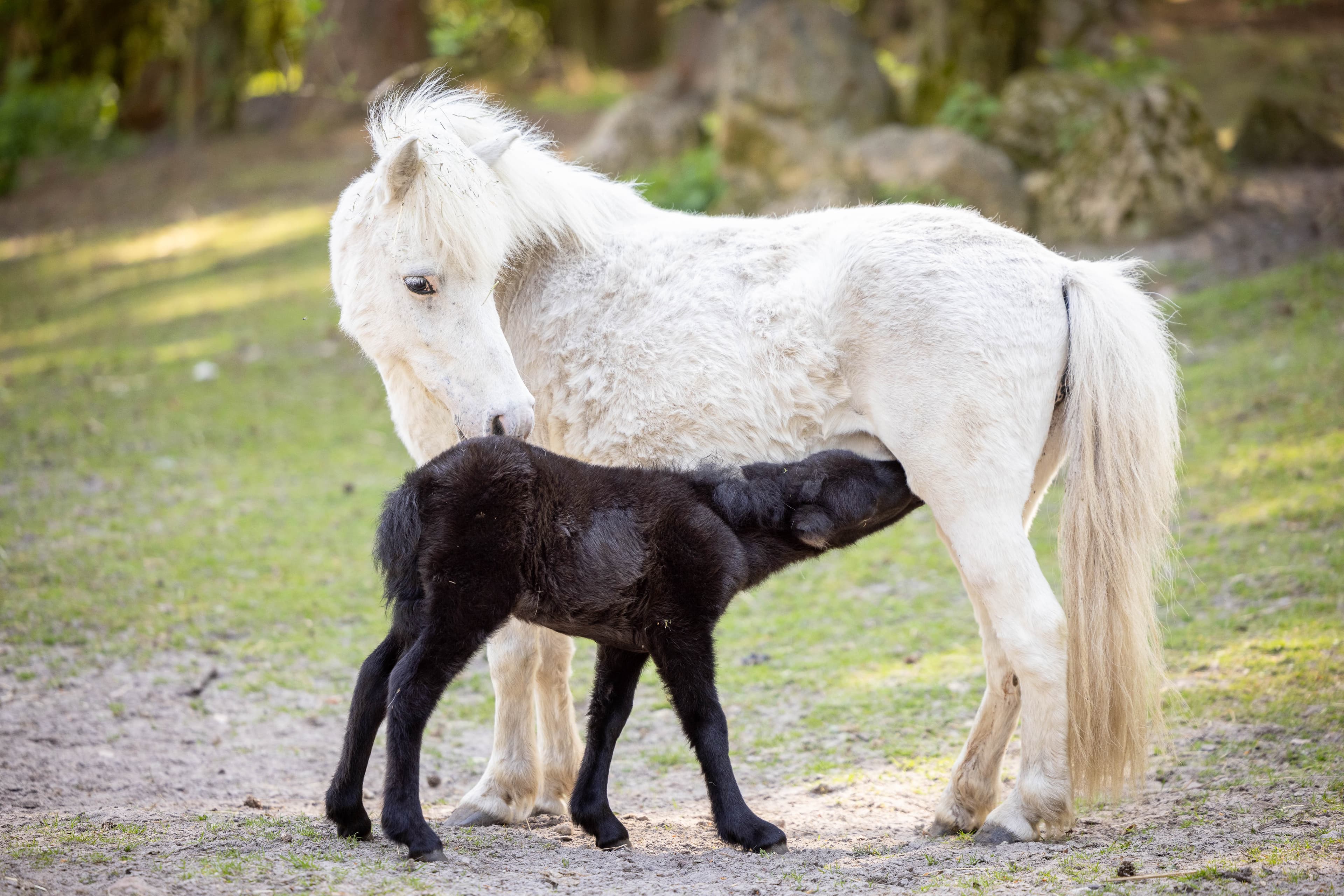 Pony Fohlen im Tierpark Lüneburger HeidePony foal at Lüneburg Heath ZooPonyføl i Lüneburg Heath ZooPonyveulen in de dierentuin van de Lüneburger Heide
