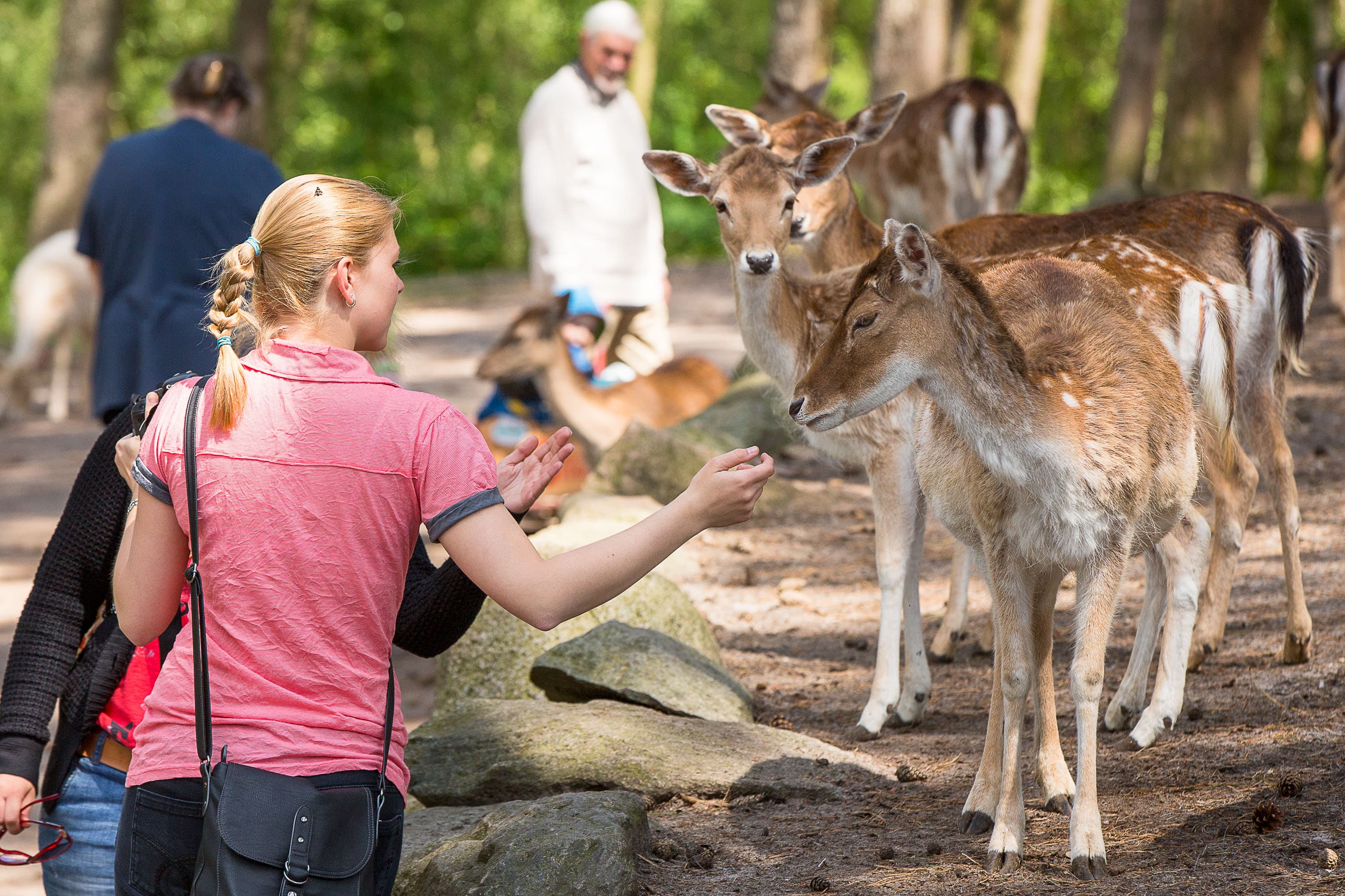 Lüneburger Wildpark mit STreichel ZooLüneburg Wildlife Park with Petting ZooLüneburg Wildlife Park med dyreparkWildpark Lüneburg met kinderboerderij