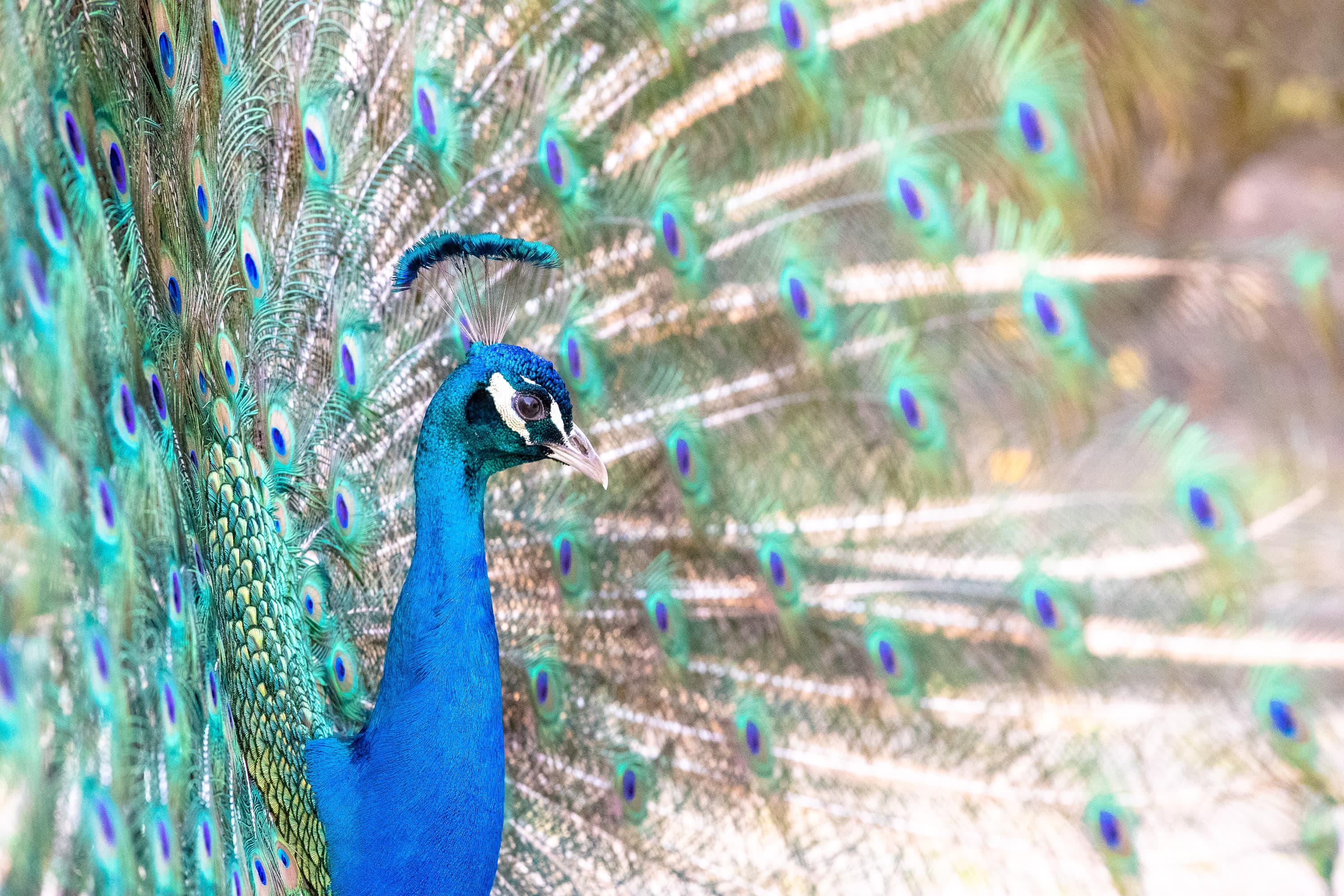 Der Pfau ist ein Star im Wildpark in HanstedtThe peacock is a star at the wildlife park in HanstedtPåfuglen er en stjerne i dyreparken i HanstedtDe pauw is een ster in het wildpark in Hanstedt