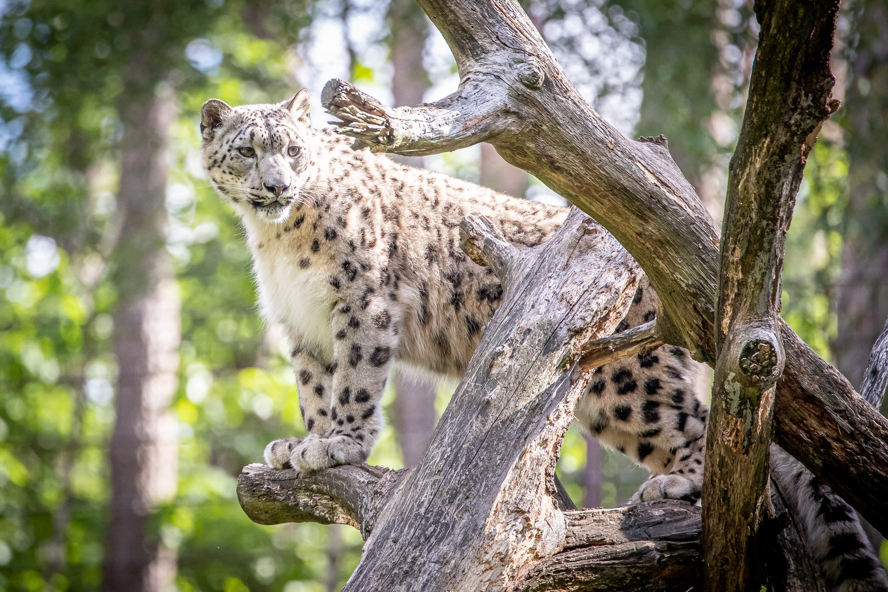 Lüneburger Tierpark mit SchneeleopardLüneburg Zoo with snow leopardLüneburg Zoo med sneleopardDierentuin Lüneburg met sneeuwluipaard
