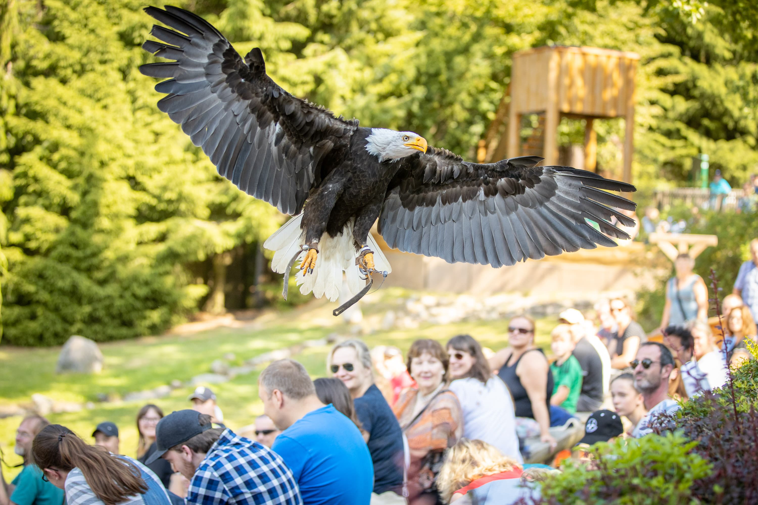 Seeadler im Wildpark Lüneburger HeideWhite-tailed eagle in Lüneburg Heath Wildlife ParkHavørn i Lüneburg Heath Wildlife ParkZeearend in het wildpark op de Lüneburger Heide