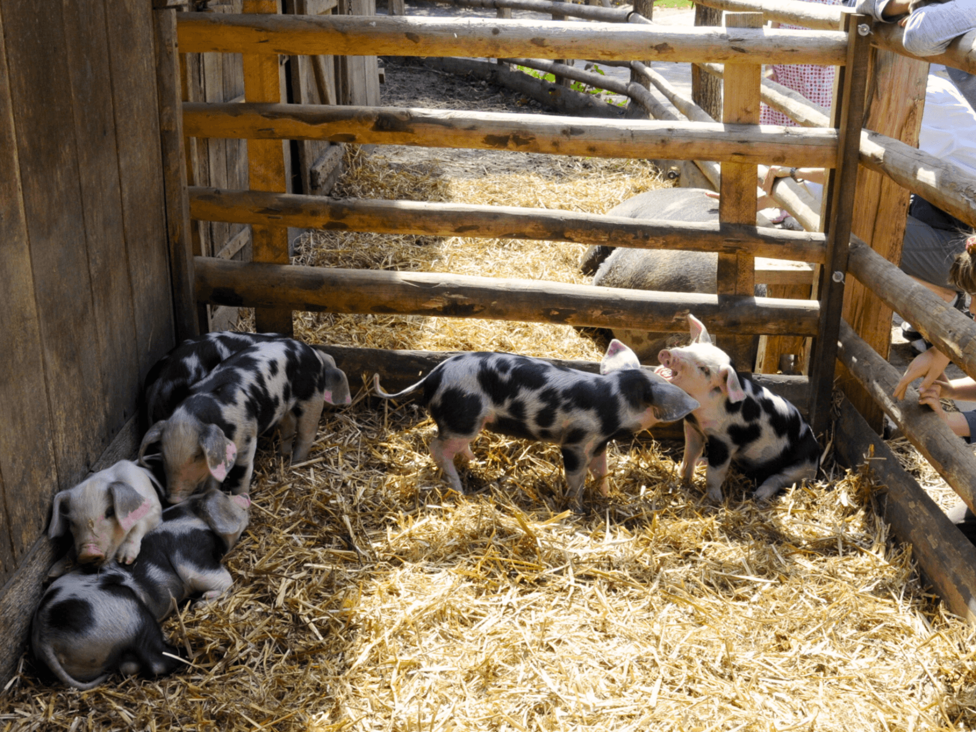 es gibt viele tiere im freilichtmuseum kiekeberg, auch schweinethere are many animals in the kiekeberg open-air museum, including pigsDer er mange dyr på Kiekeberg Frilandsmuseum, blandt andet grise.er zijn veel dieren in het openluchtmuseum kiekeberg, waaronder varkens
