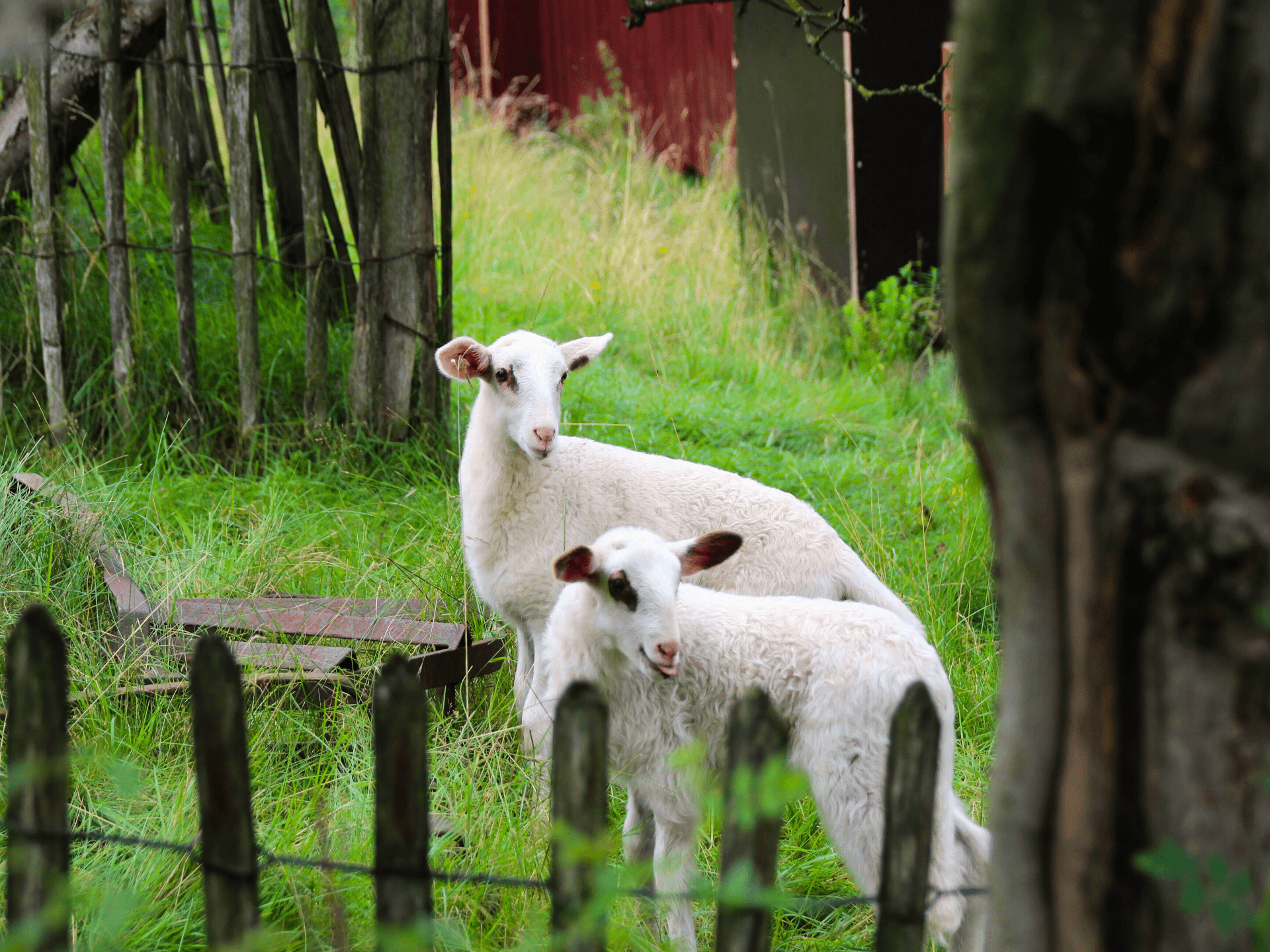 auch schafe leben im museum kiekeberg am rand von hamburgsheep also live in the museum kiekeberg on the edge of hamburgfårene bor også på kiekeberg-museet i udkanten af hamburgschapen leven ook in het kiekeberg museum aan de rand van hamburg