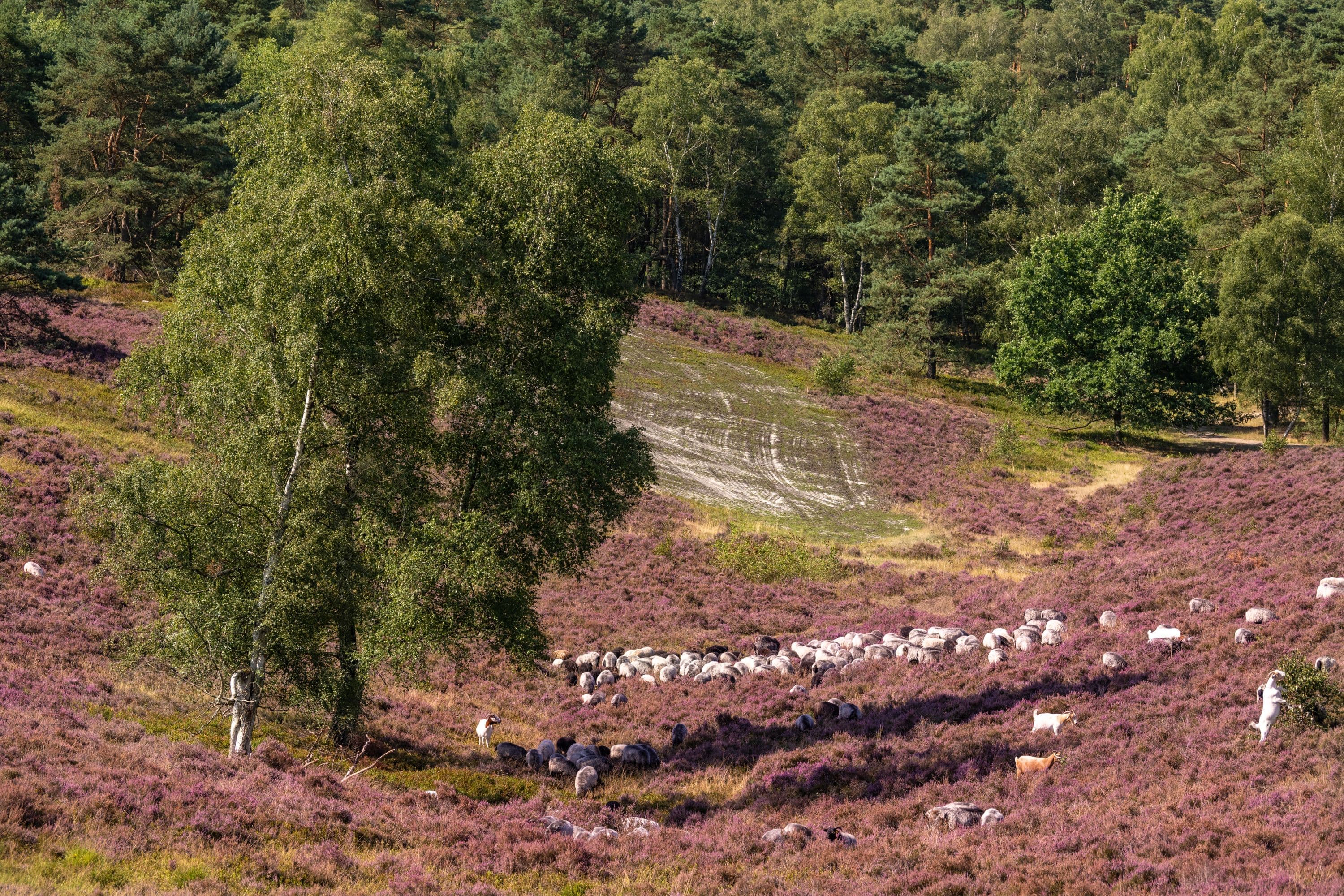 Brunsberg Sprötze Heidschnucken Heideblüte
