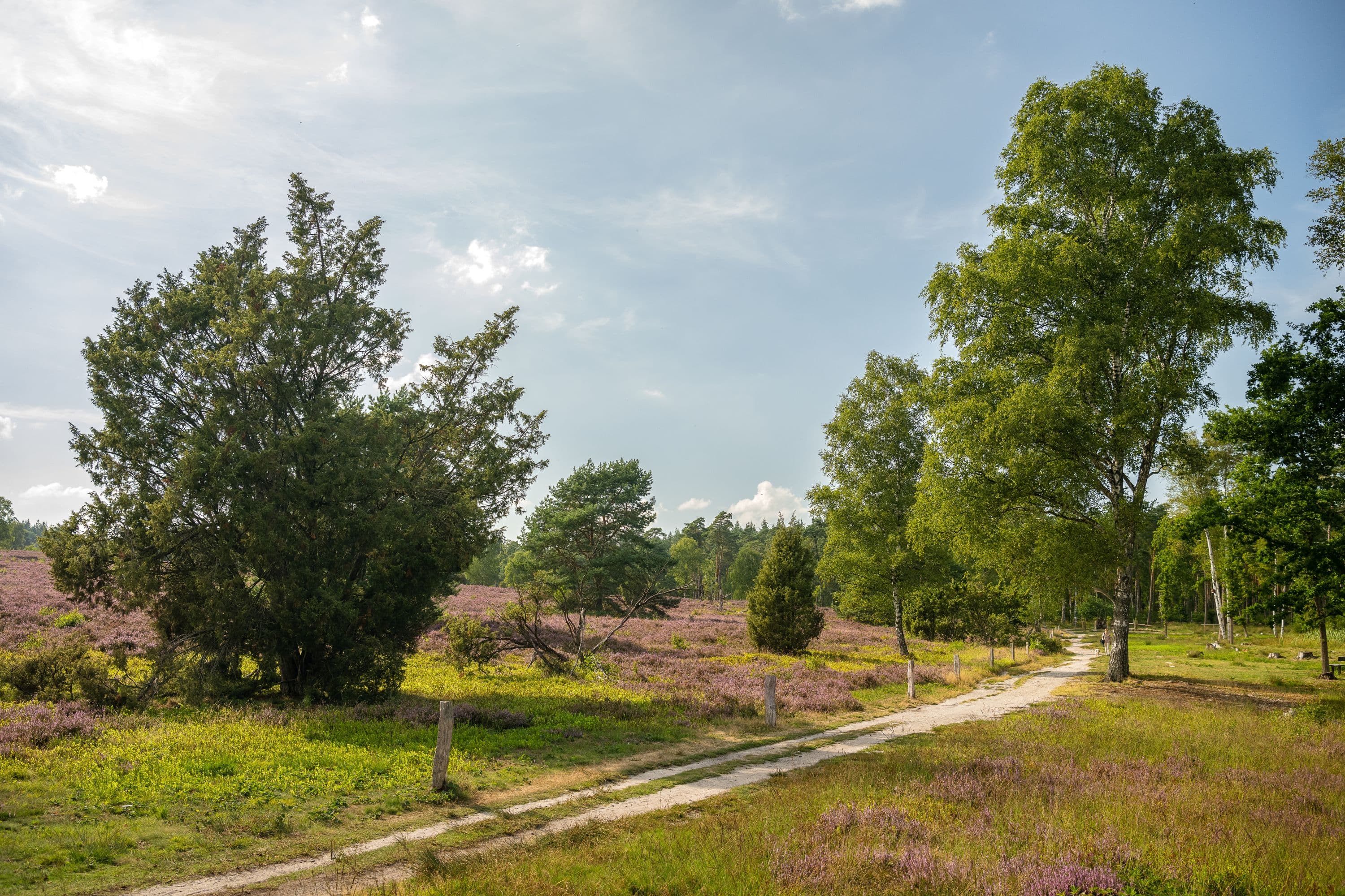 Büsenbachtal Handeloh Weg Heideblüte