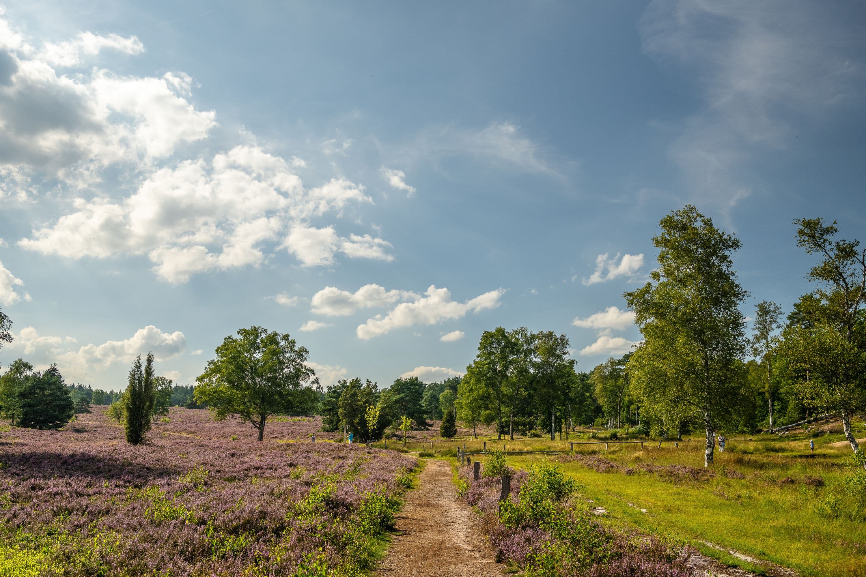 Büsenbachtal Handeloh Heideblüte