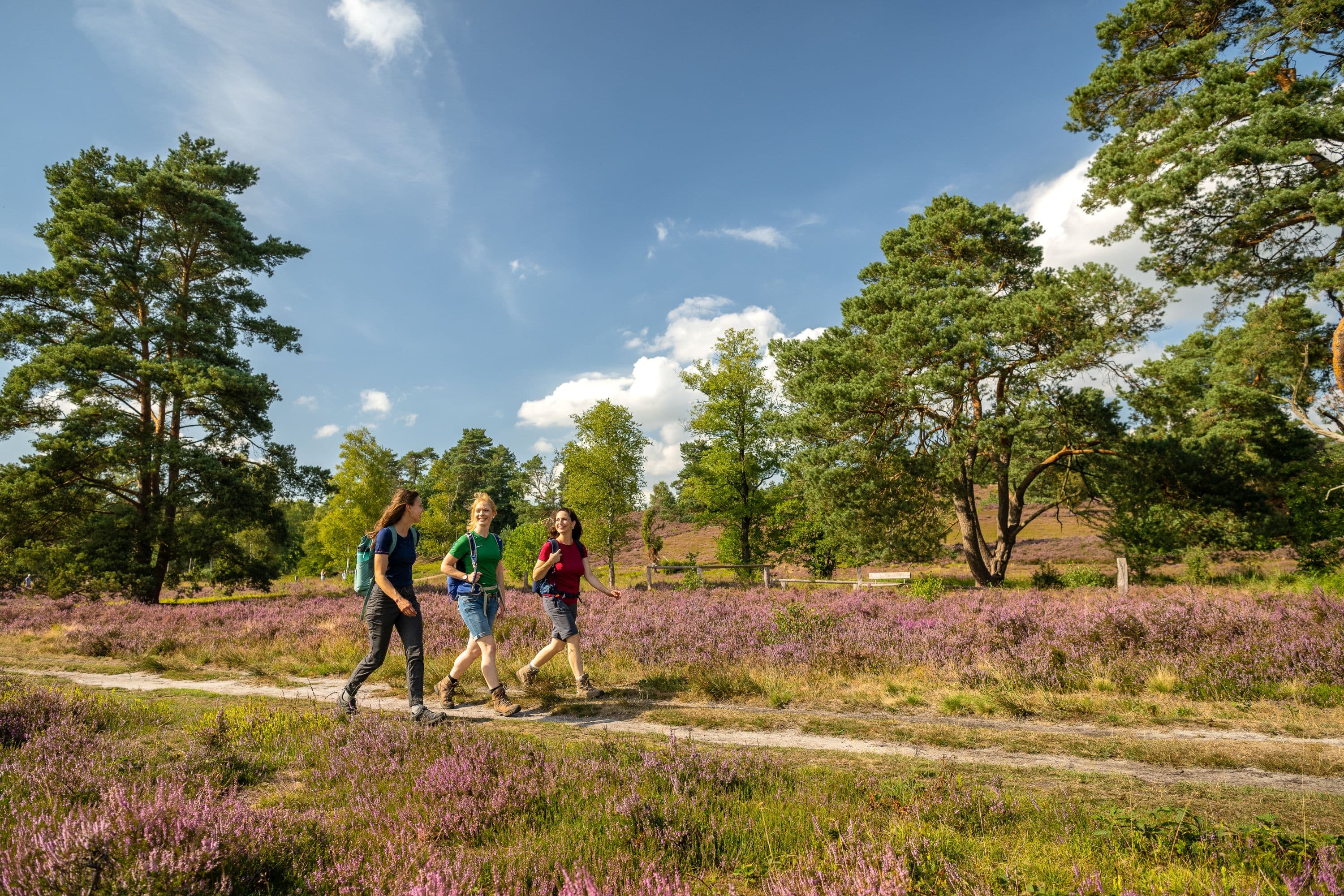 wanderung während der heideblüte auf der heideschleife büsenbachtalhike during the heather blossom on the heather loop büsenbachtalvandring under lyngblomstringen på lyngsløjfen büsenbachtalwandeling tijdens de heidebloesem op de heidelus büsenbachtal