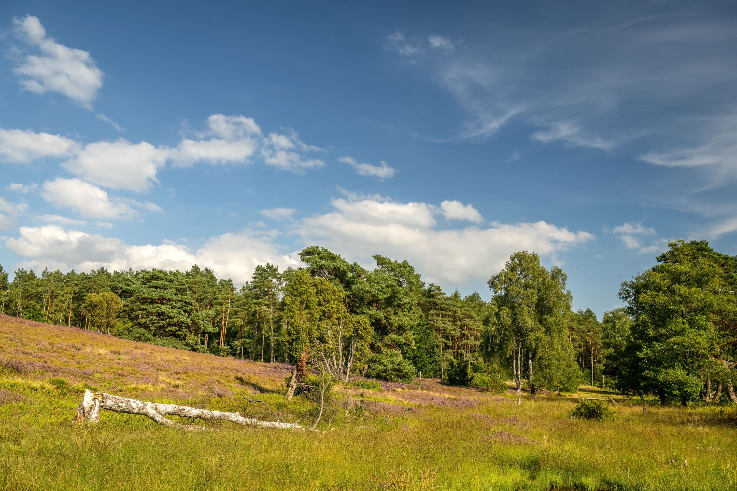 Büsenbachtal Handeloh Heideblüte