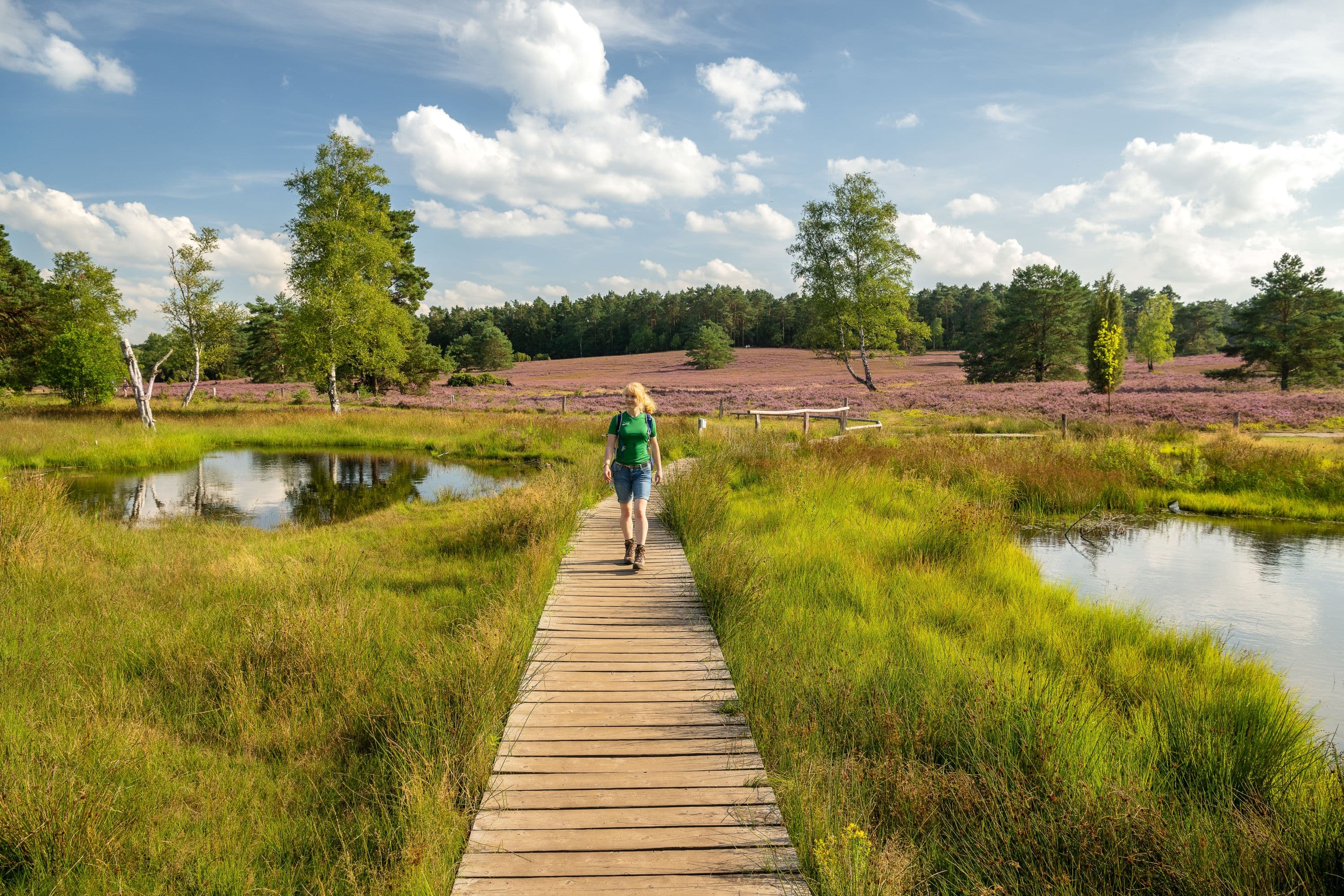 Rundwanderweg durch die Höhepunkte der NordheideCircular hiking trail through the highlights of the NordheideCirkulær vandresti gennem højdepunkterne på NordheideRondwandeling door de hoogtepunten van de Nordheide