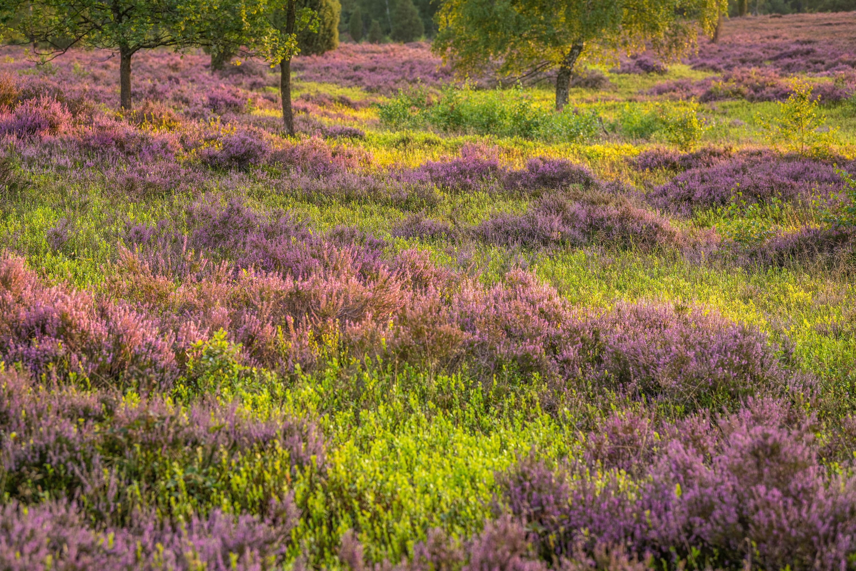 Büsenbachtal Handeloh Besenheide