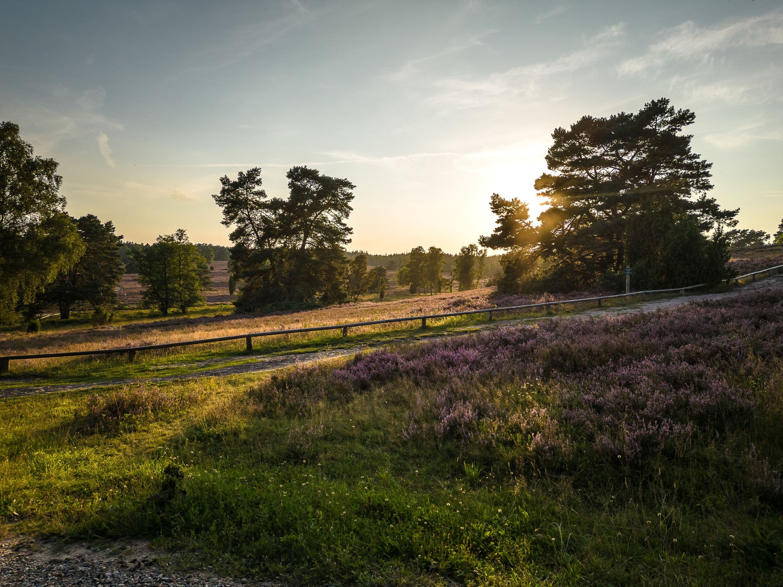 Sonnenuntergang während der Heideblüte im Büsenbachtal Handeloh