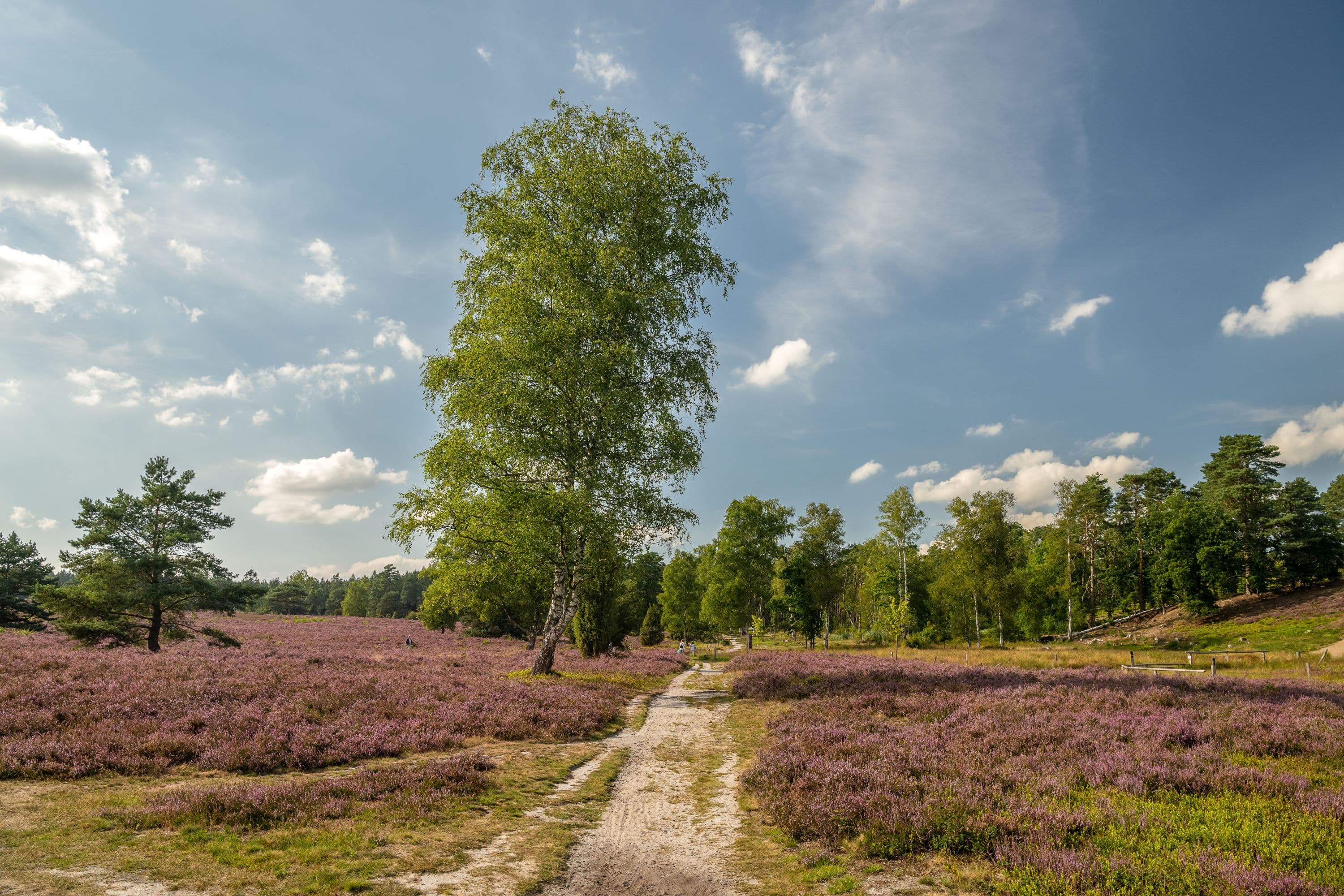 Wandern auf dem Heidschnuckenweg durch das blühende Büsenbachtal bei Handeloh