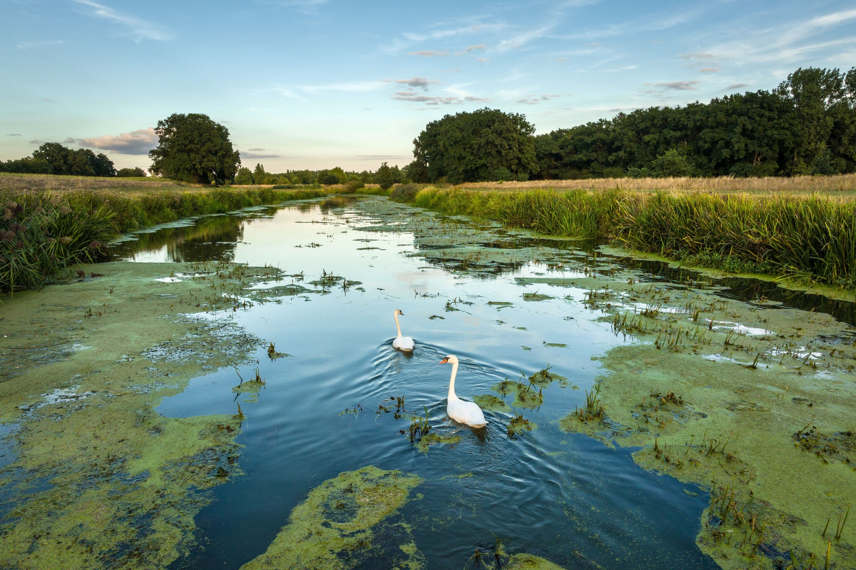 Schwäne Aller Wienhausen SüdheideSwans Aller Wienhausen SüdheideSvaner Aller Wienhausen SüdheideZwanen Aller Wienhausen Südheide