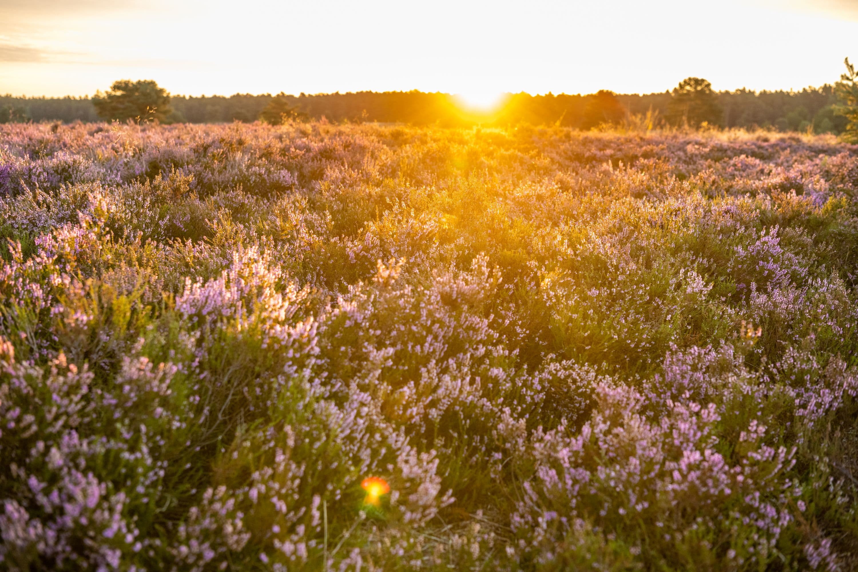 Töps Heide Hanstedt Heideblüte Sonnenuntergang