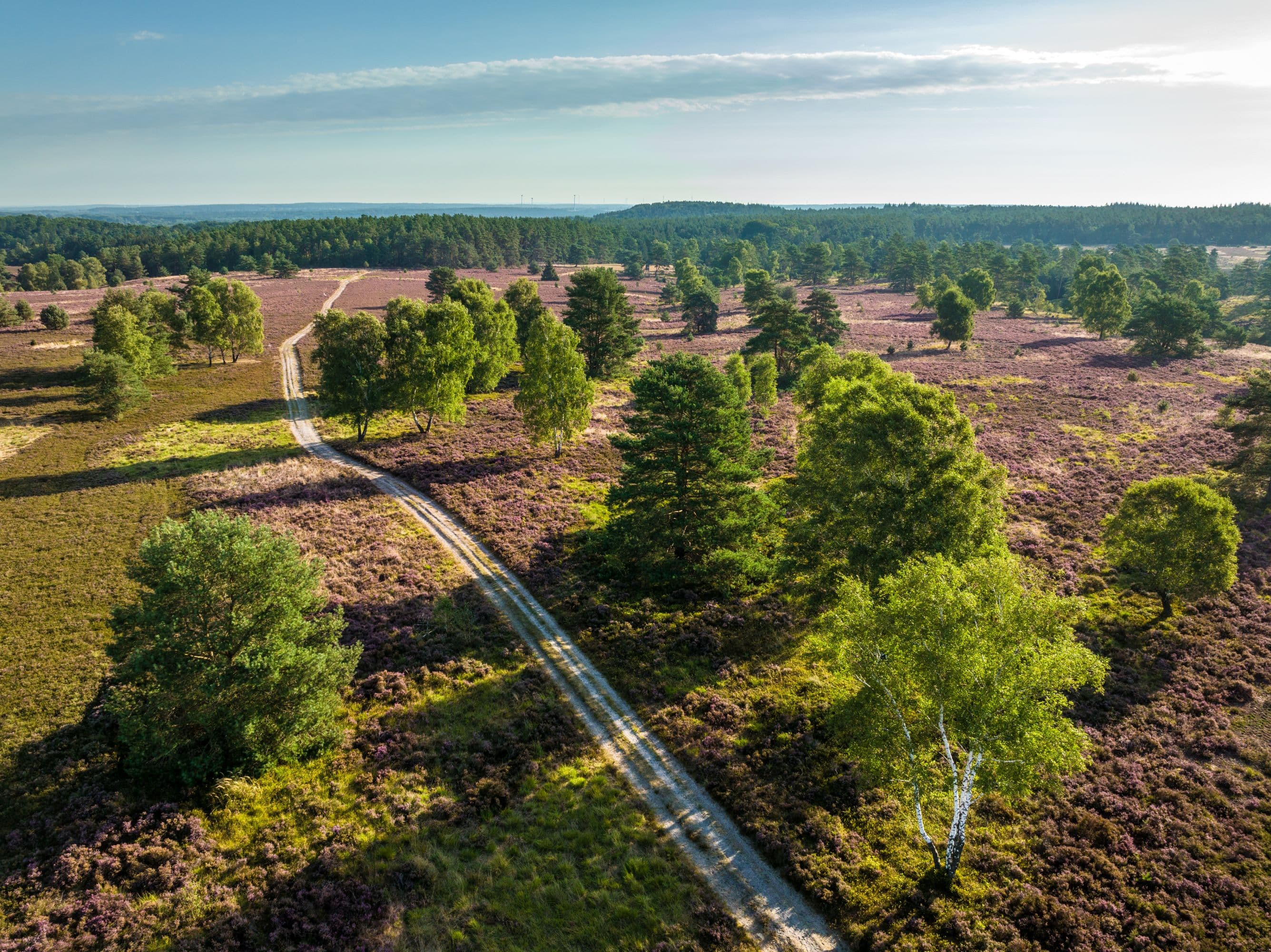 Töps Heide Hanstedt Heideblüte Drohne