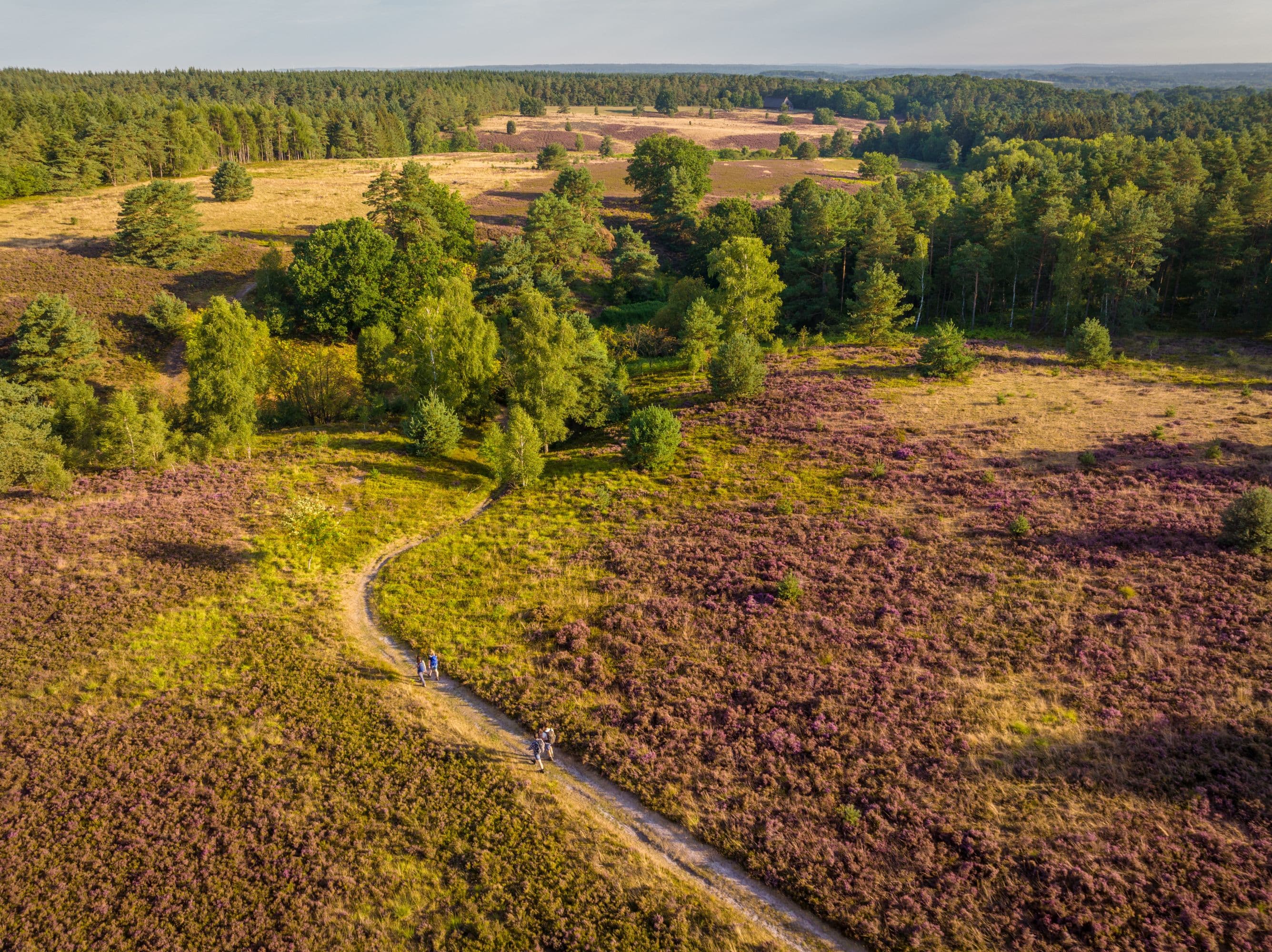 Töps Heide Hanstedt Drohne Heideblüte