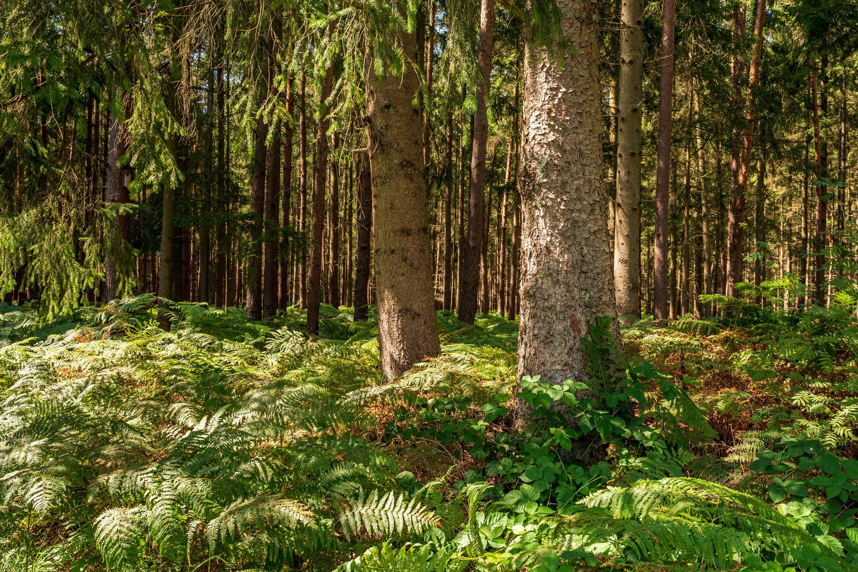 Wandern durch idyllische Wälder