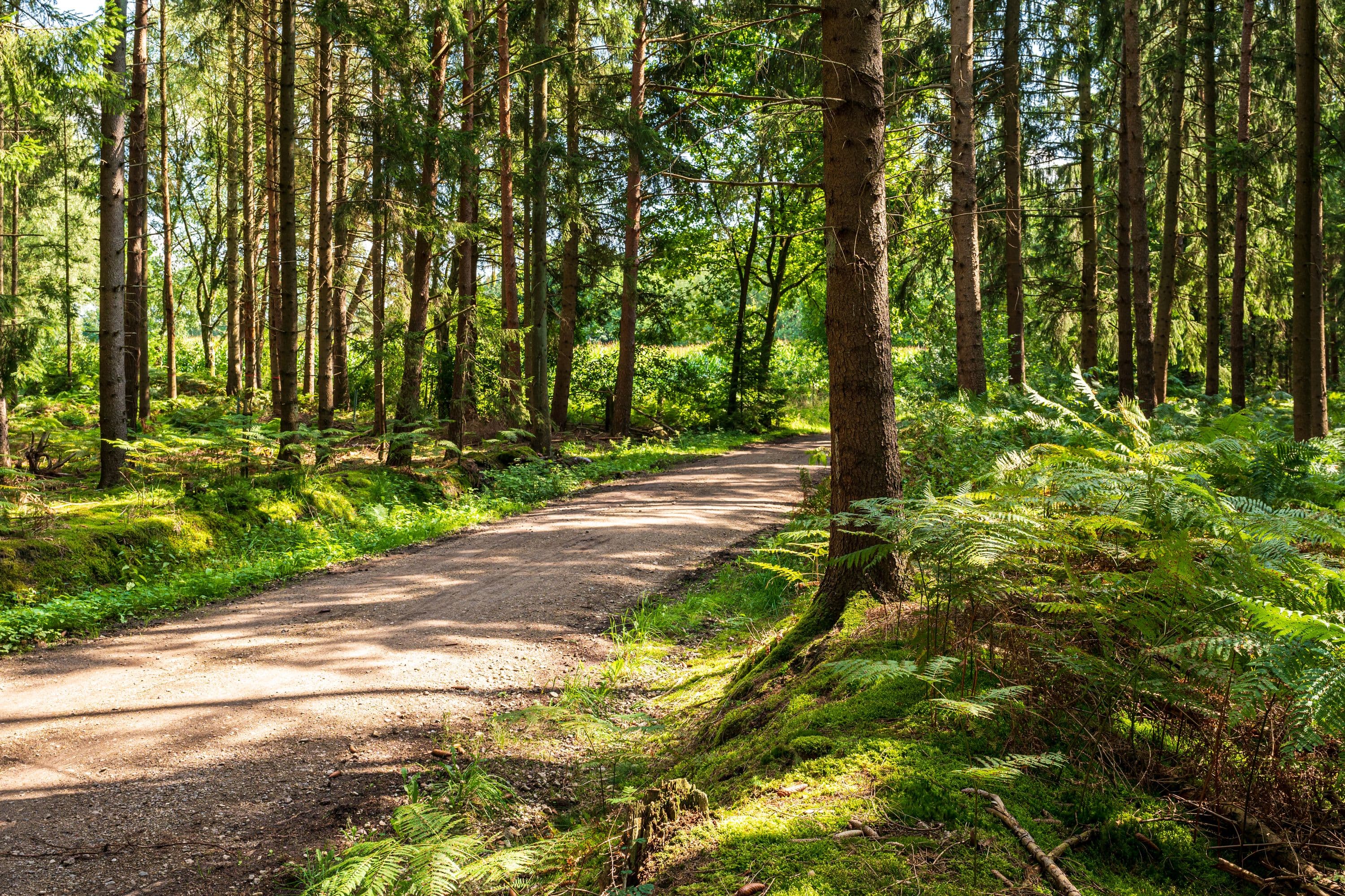 Wandern auf schmalen Wegen durch idyllische Wälder