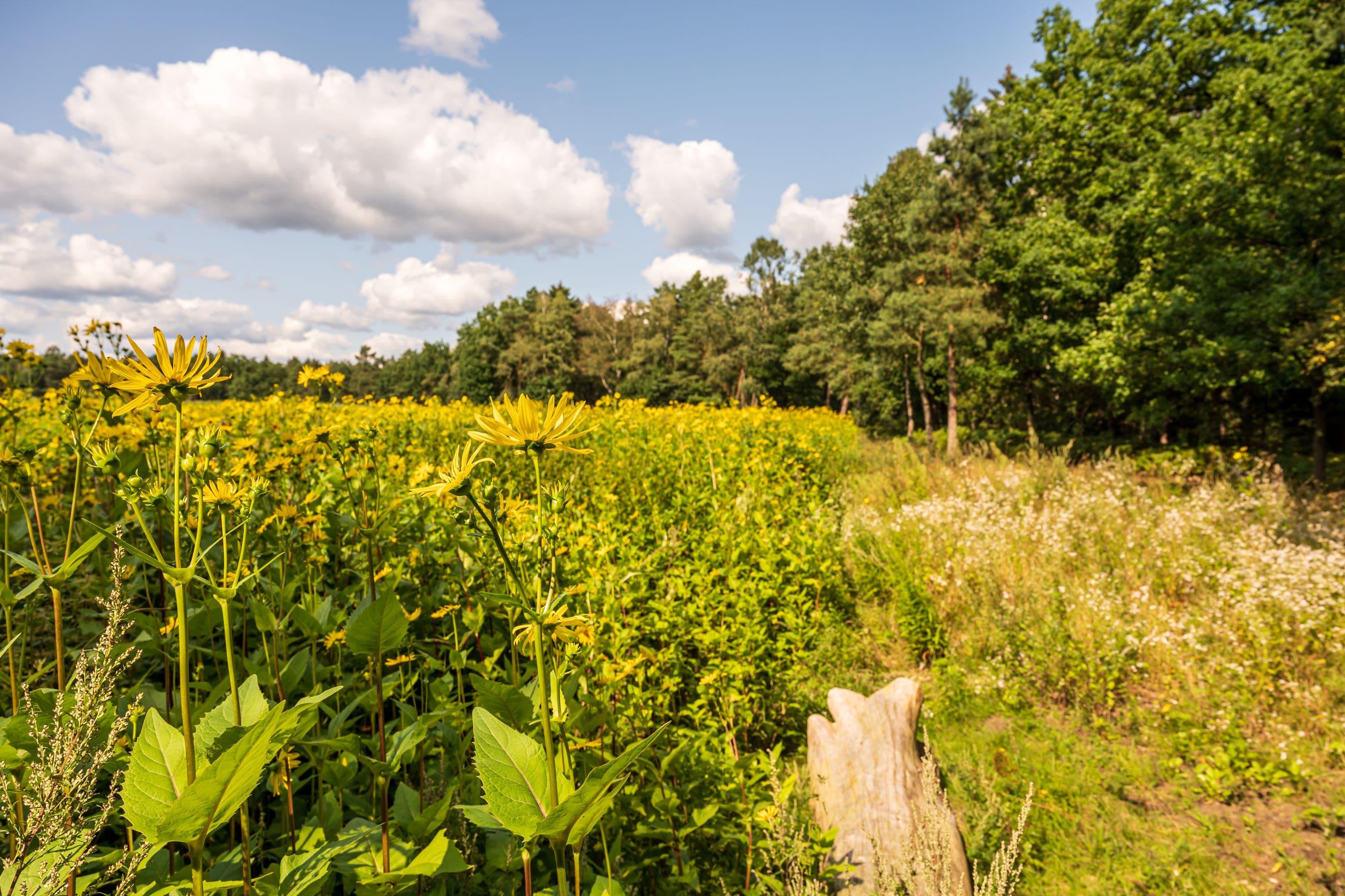 Wandern entlang herrlich blühender Felder