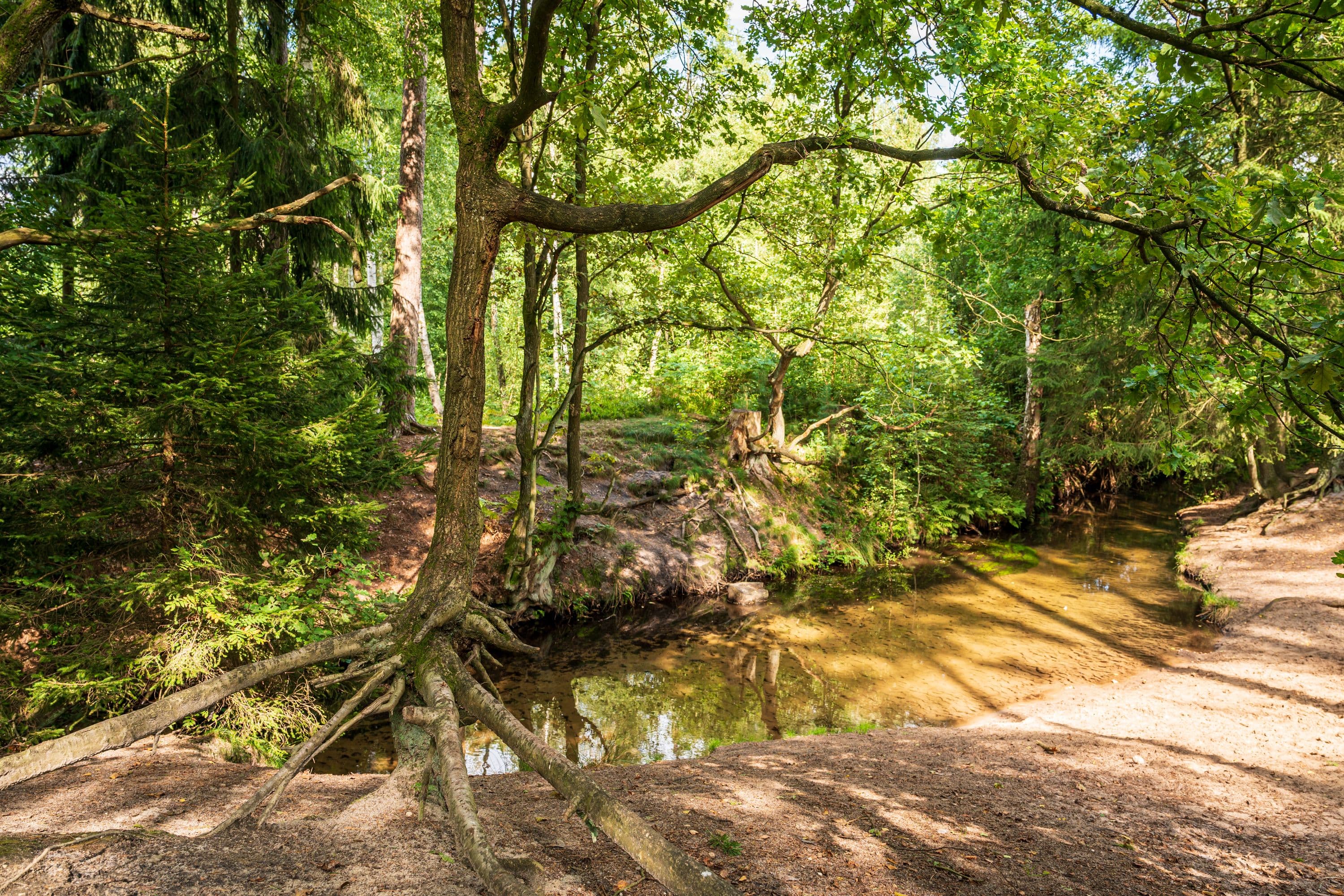 Am Wanderweg zeigen sich Kunstwerke der Natur