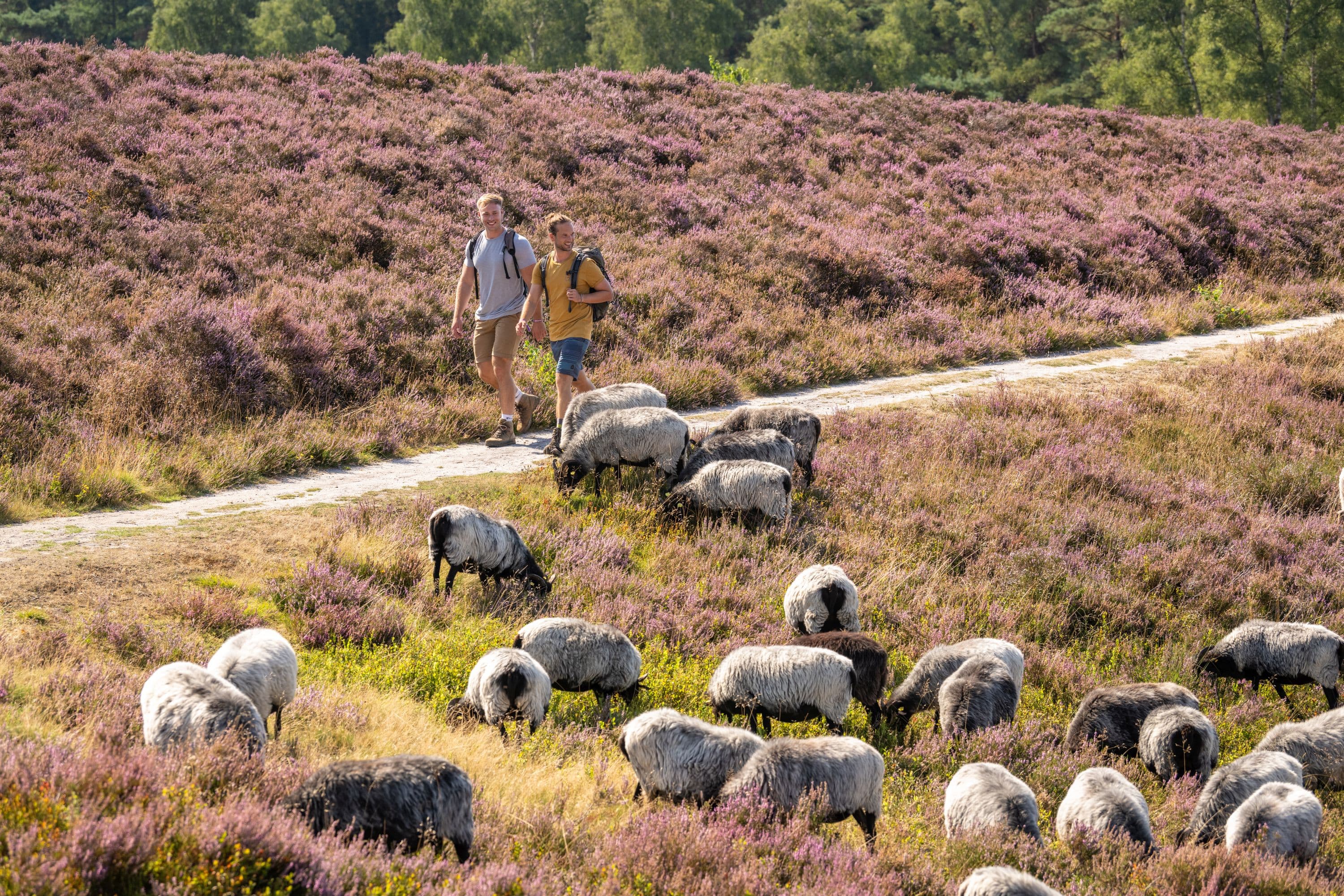 ein Höhepunkt auf dem Heidschnuckenweg ist das treffen einer heidschnuckenherdeA highlight on the Heidschnuckenweg is the meeting of a herd of Heidschnucken sheepEt højdepunkt på Heidschnuckenweg er mødet med en flok Heidschnucken-får.Een hoogtepunt op de Heidschnuckenweg is de ontmoeting met een kudde Heidschnucken schapen