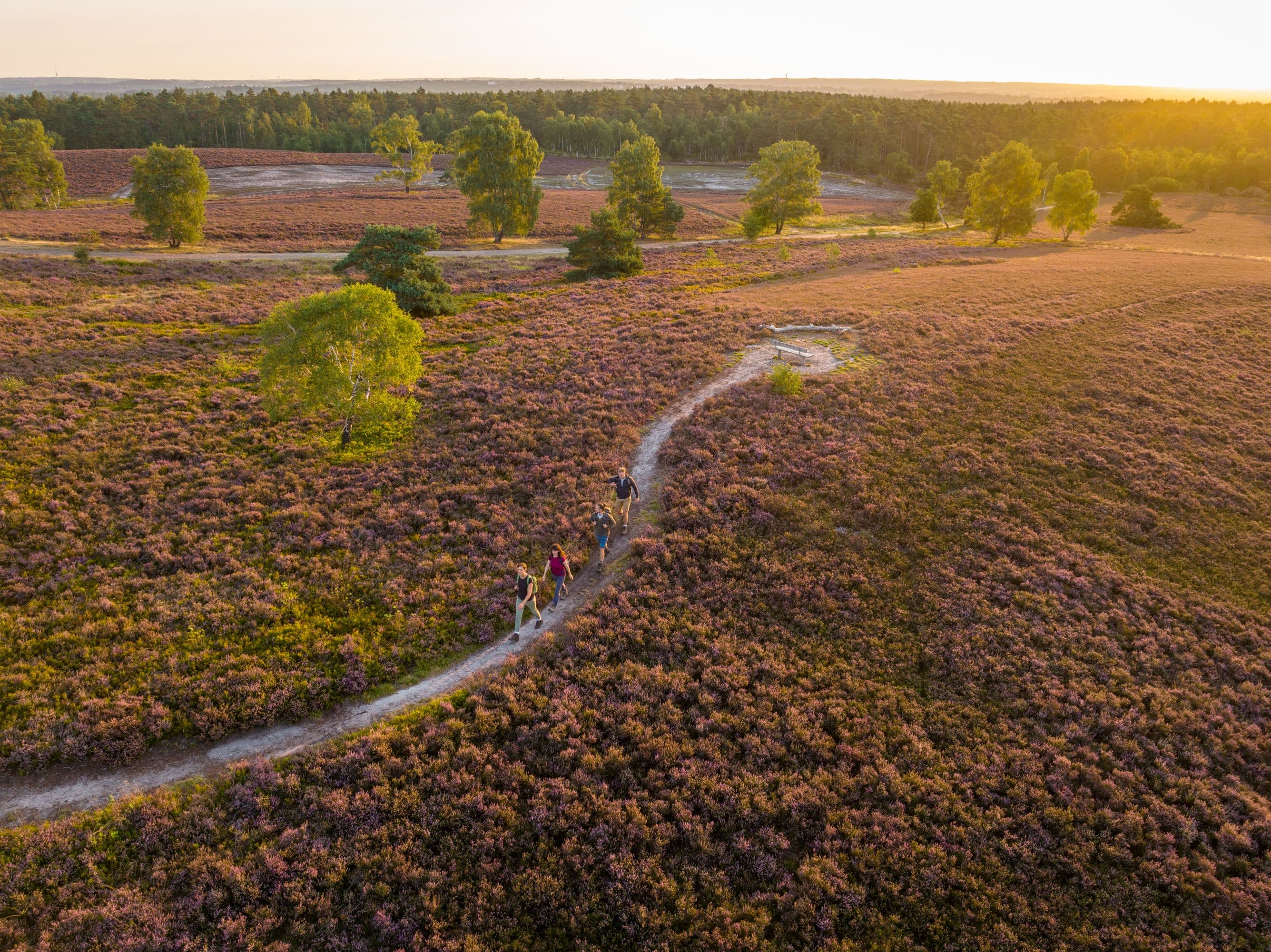 Wanderweg auf den Brunsberg mit einer tollen Aussicht auf die HeideHiking trail up the Brunsberg with a great view of the heathVandresti op ad Brunsberg med en fantastisk udsigt over hedenWandelpad de Brunsberg op met een geweldig uitzicht op de heide