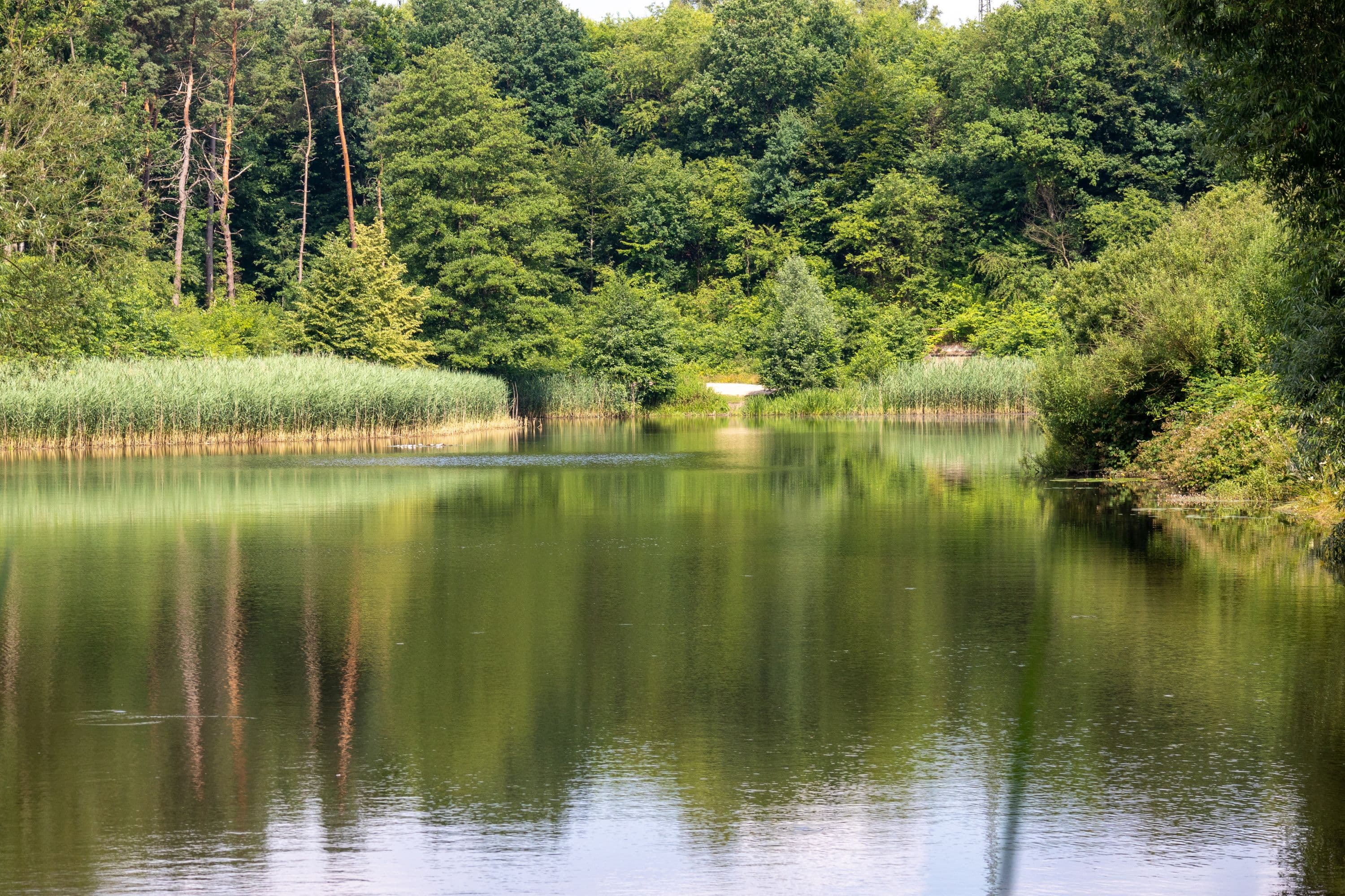 Stadtteich Buchholz in der Nordheide