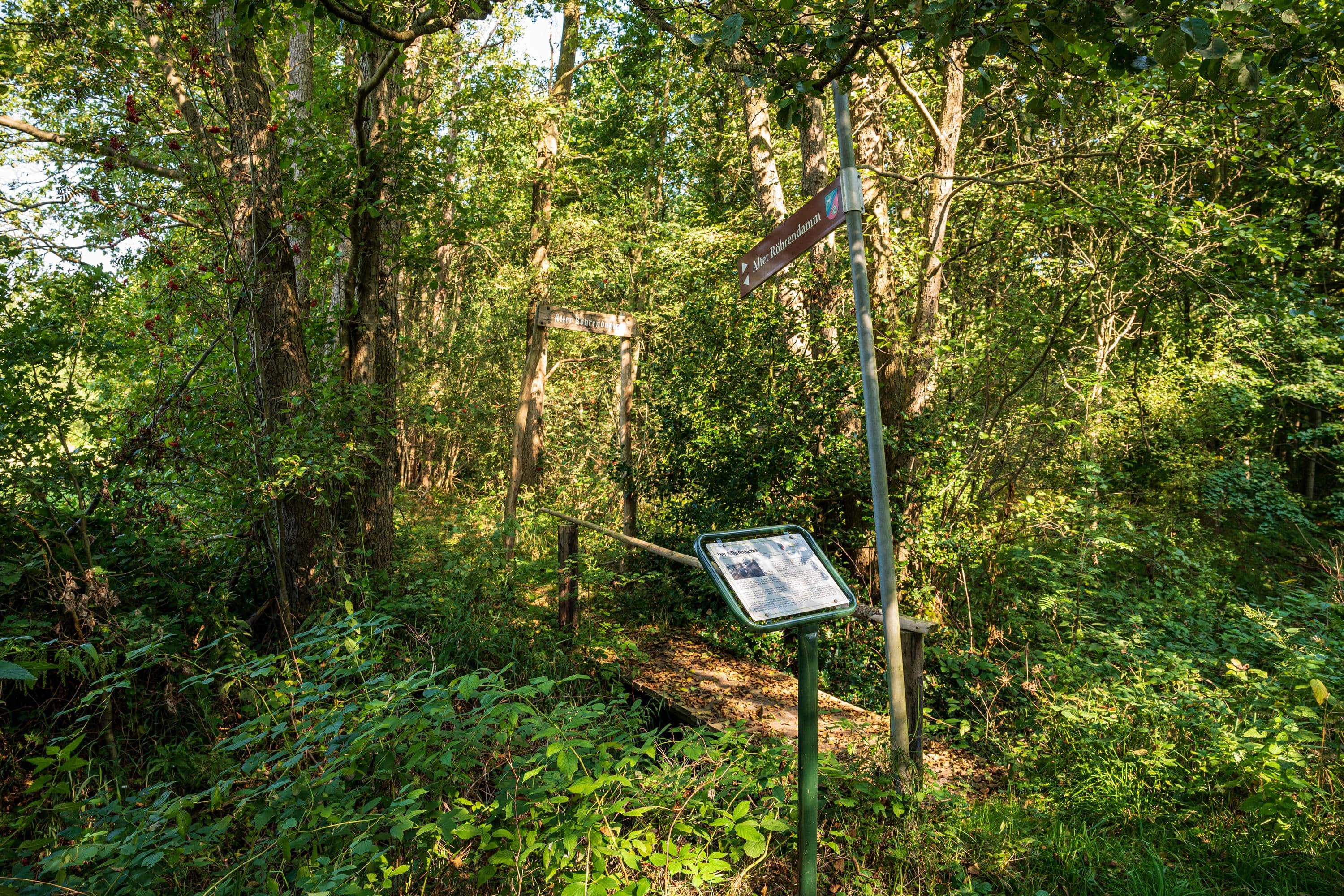 Wandern durch Wälder der Südheide