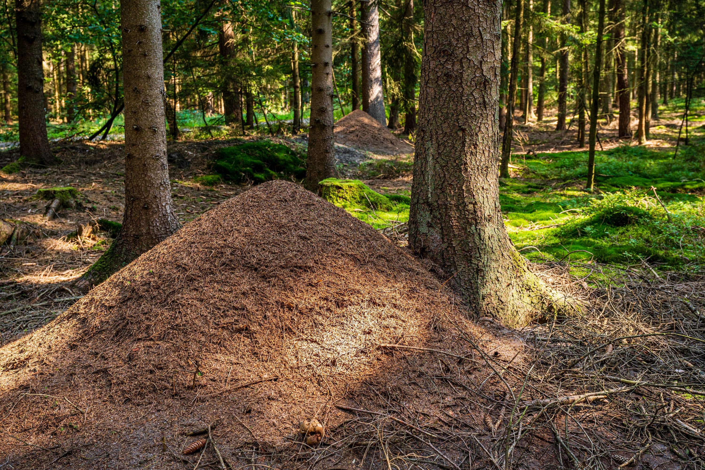 Wandern durch dichte Waldgebiete der Lüneburger Heide