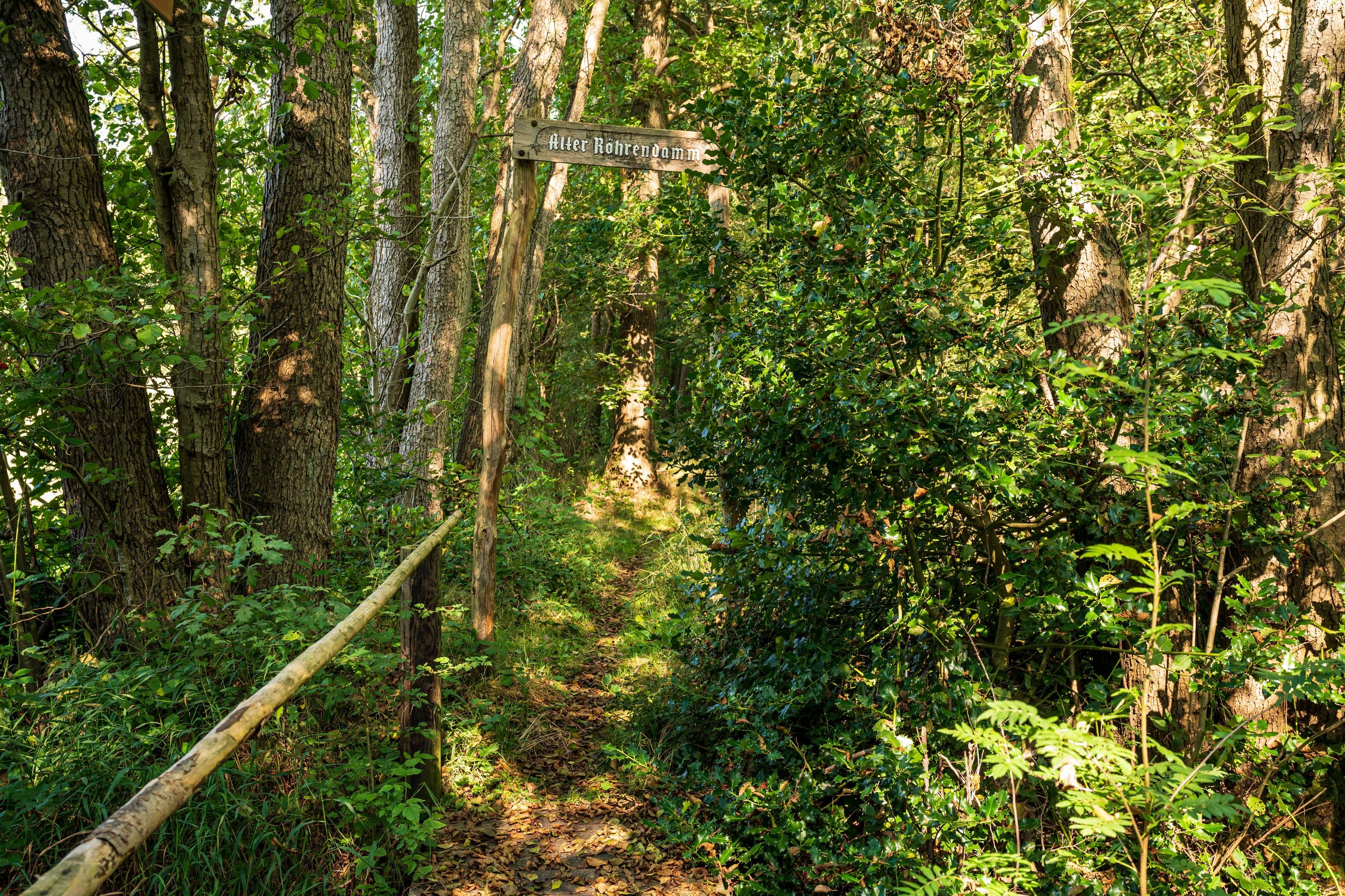 Wandern auf schmalen Wegen durch idyllische Wälder