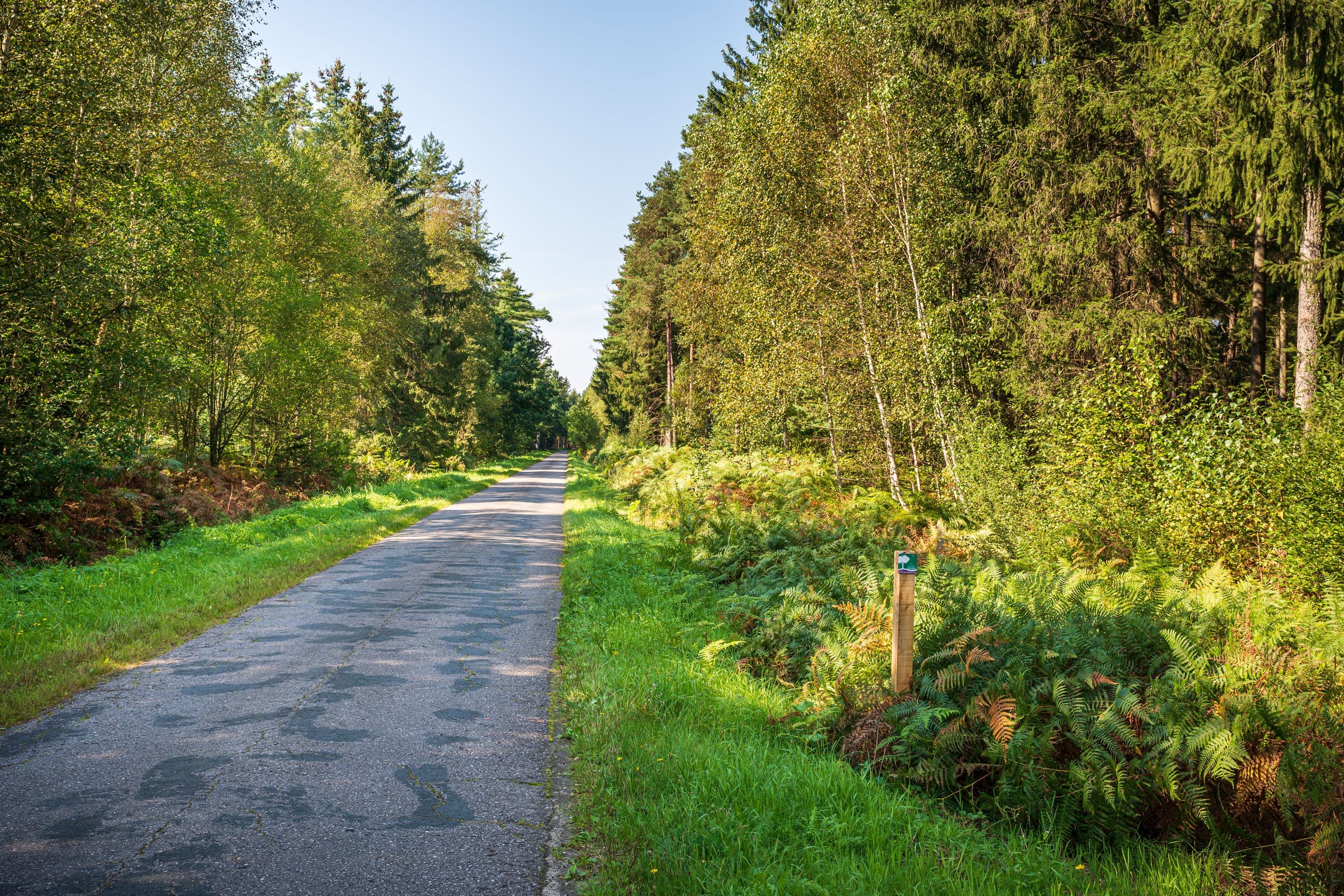 Wandern durch dichte Waldgebiete der Lüneburger Heide