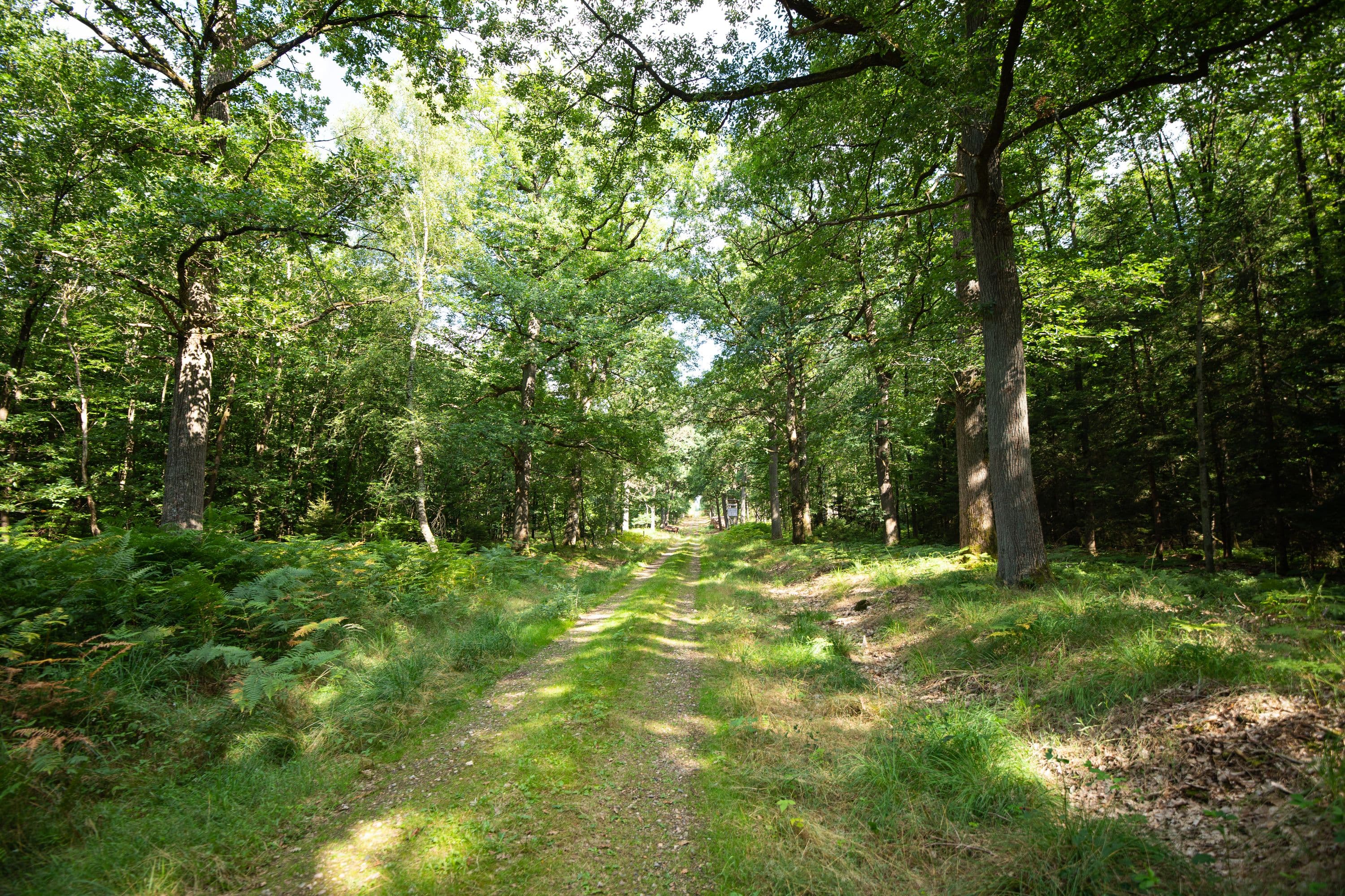 Der Rundwanderweg führt durch idyllische Waldgebiete