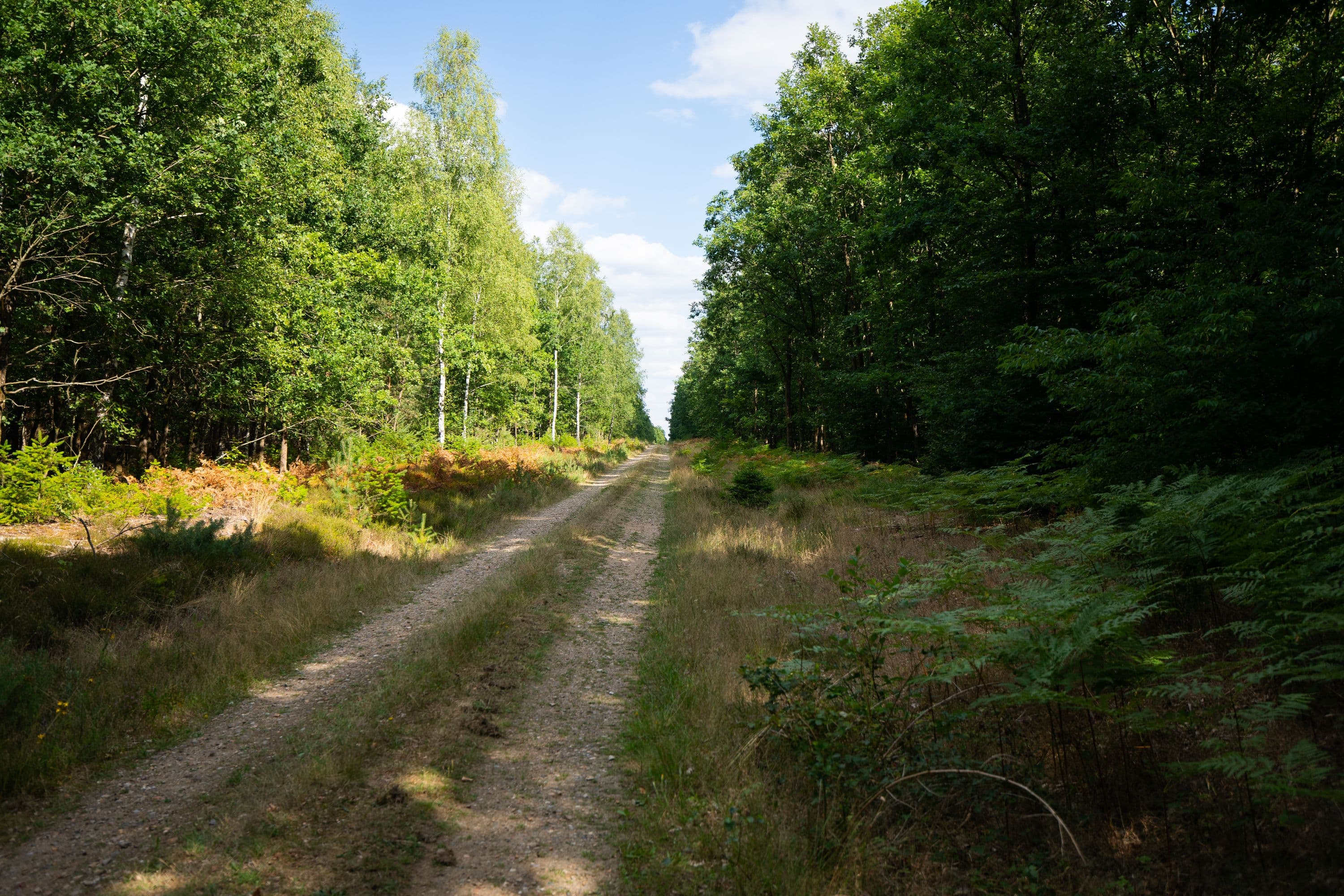 Der Rundwanderweg führt durch idyllische Waldgebiete