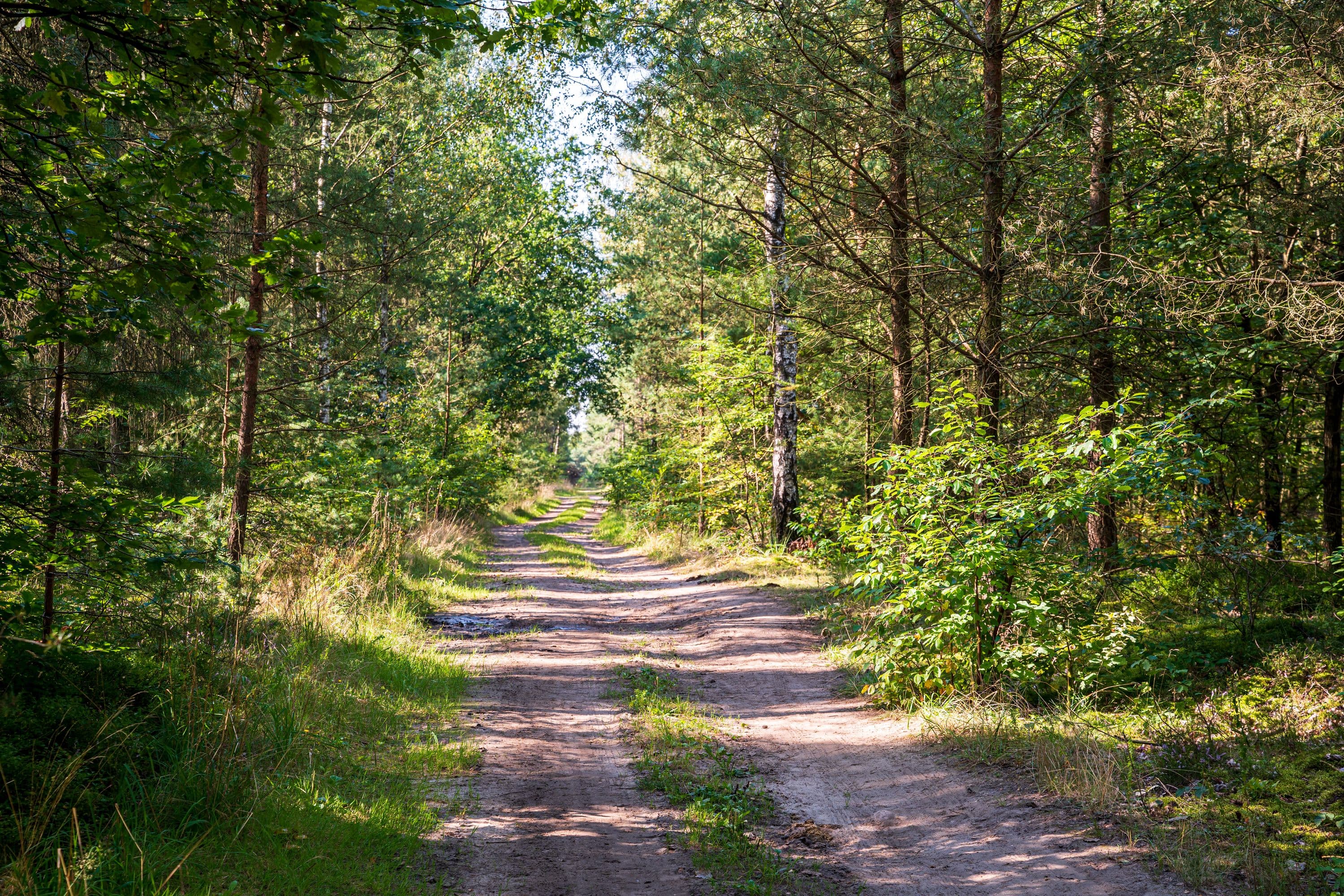 Wandern durch dichte Waldgebiete der Lüneburger Heide
