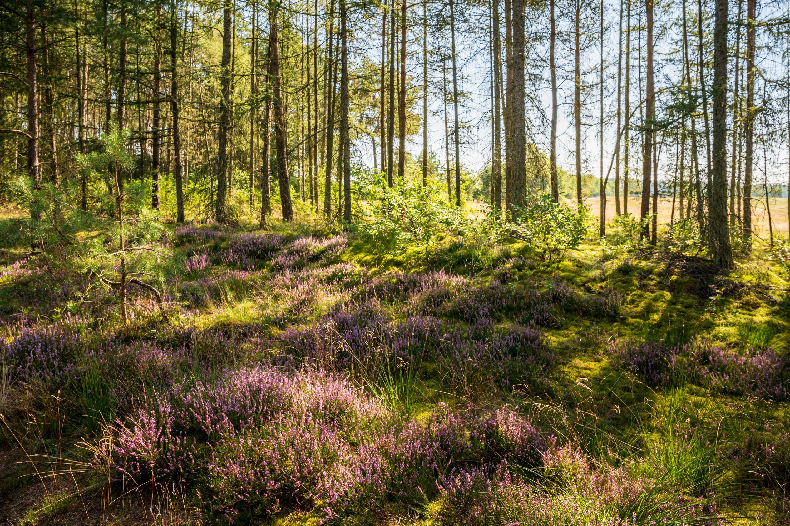 wandern entlang blühender Heidesträucher