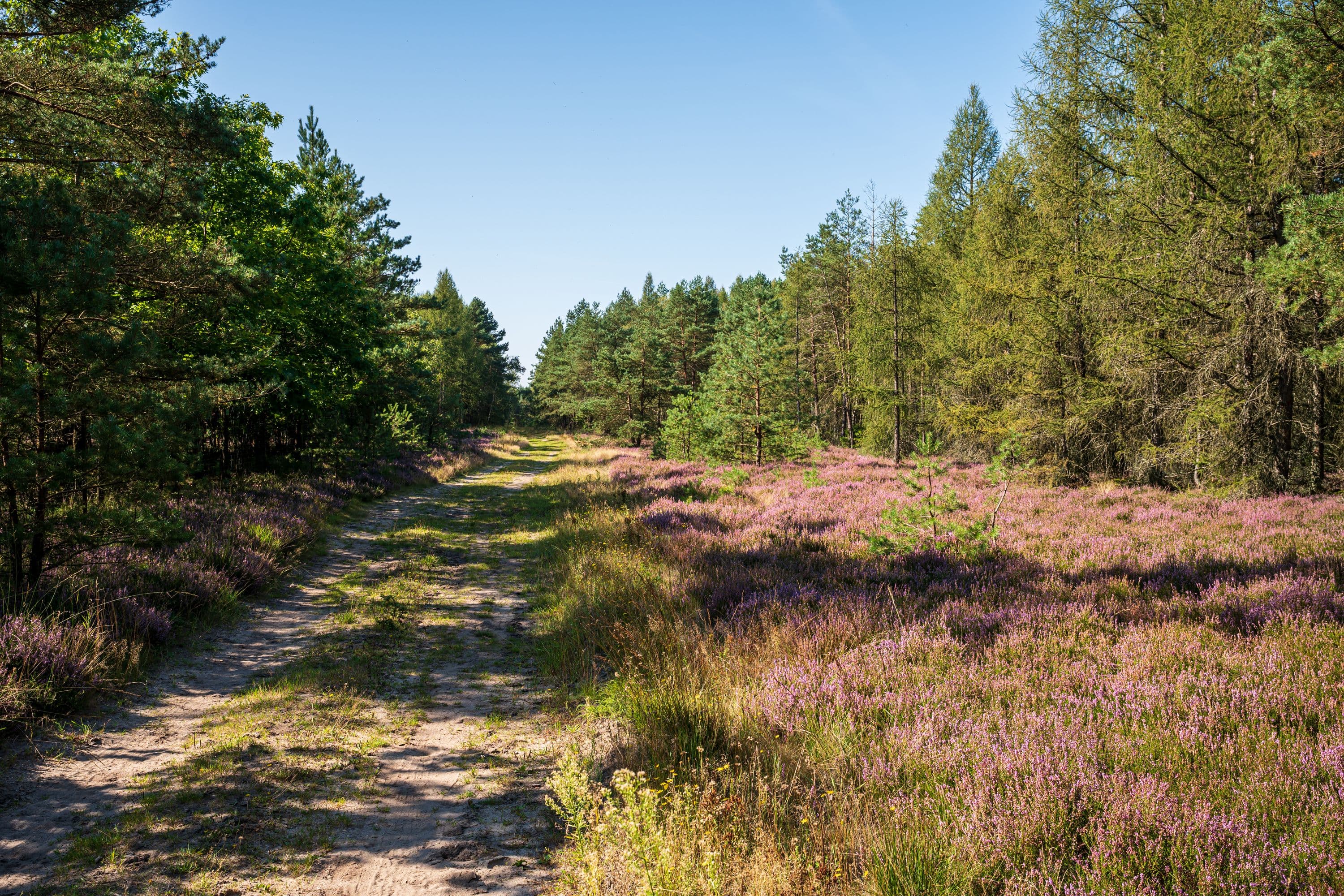 wandern durch den Wald entlang blühender Heidesträucher