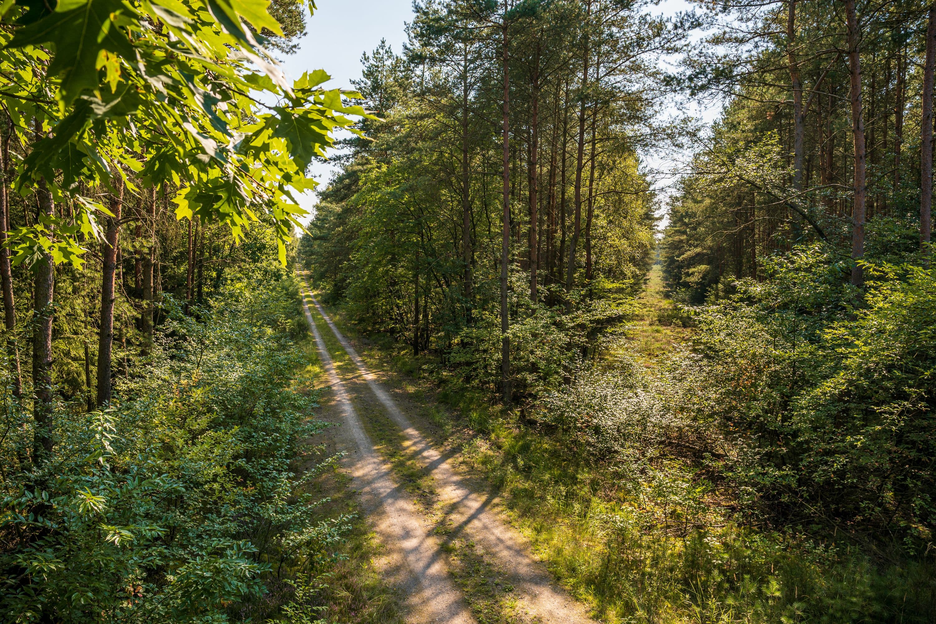 Wandern durch dichte Waldgebiete der Lüneburger Heide