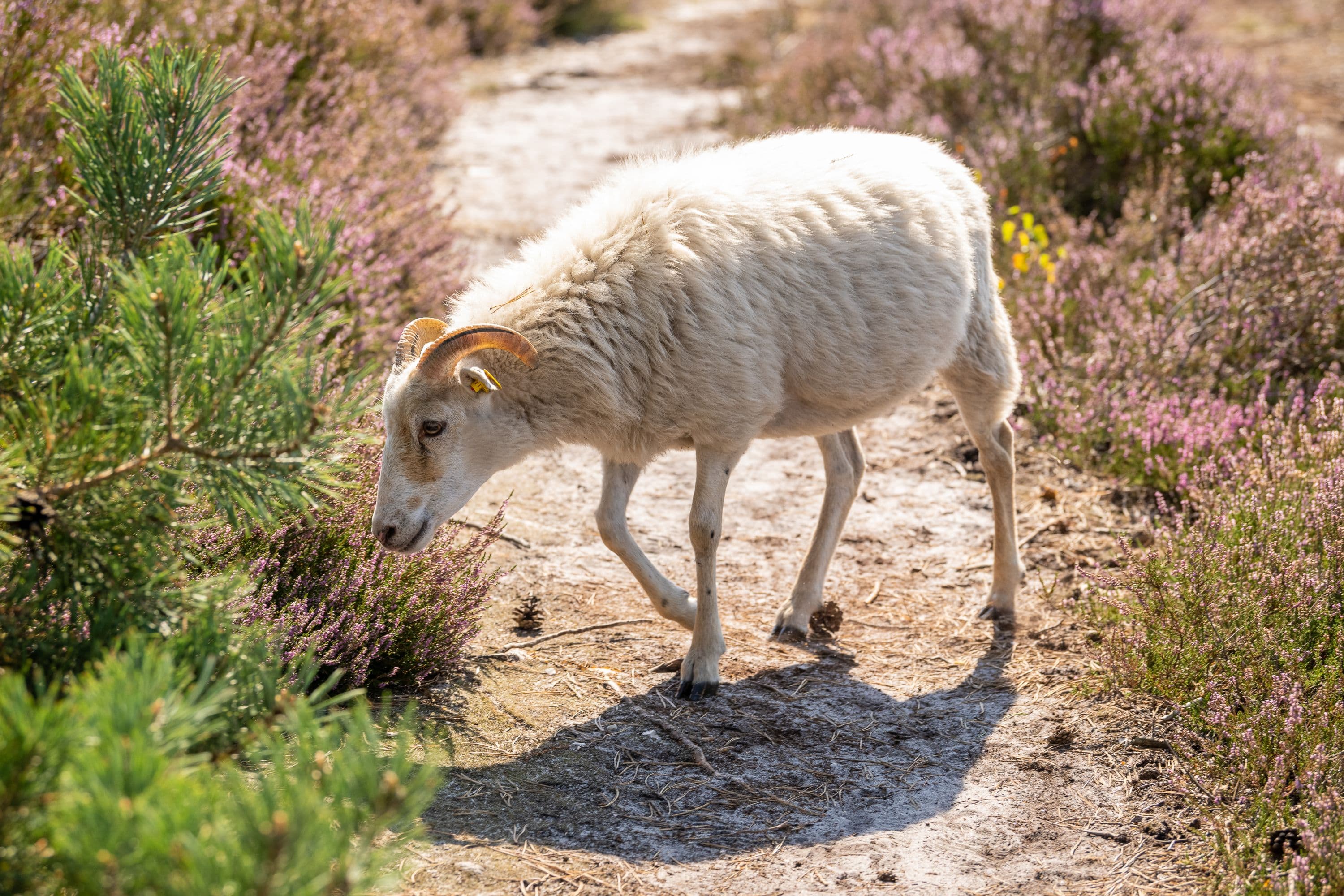 Brunsberg Sprötze Heidschnucke Heideblüte Nordheide