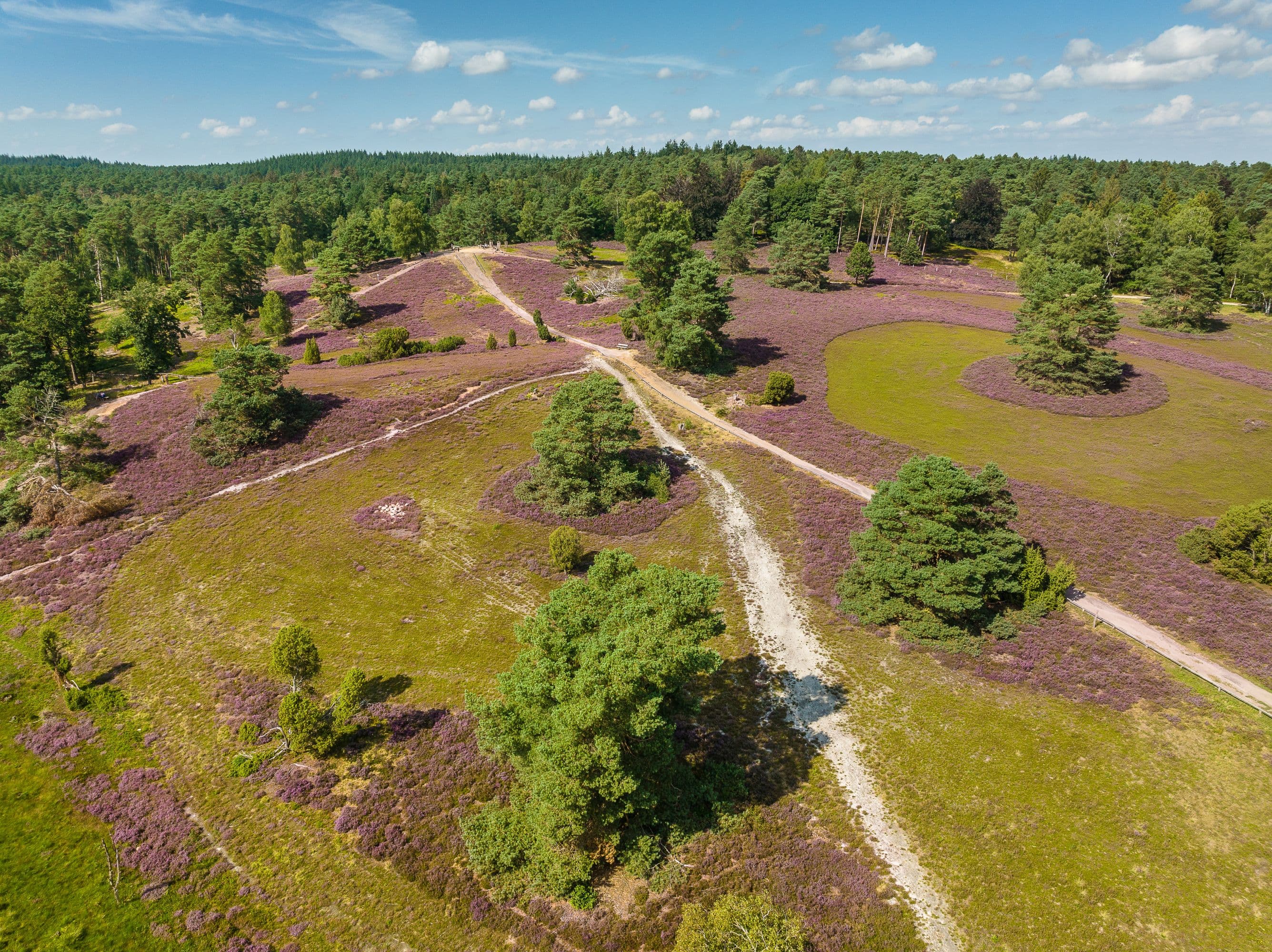 Büsenbachtal Handeloh wandern Heideblüte