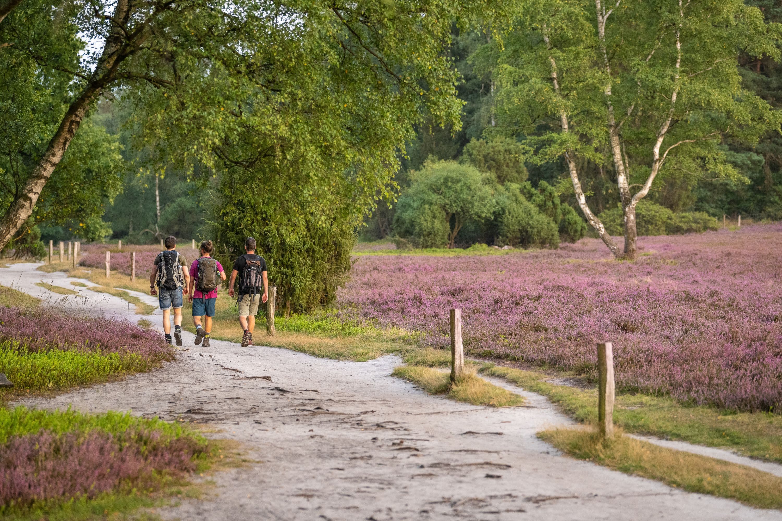 Büsenbachtal Handeloh wandern Heideblüte Nordheide