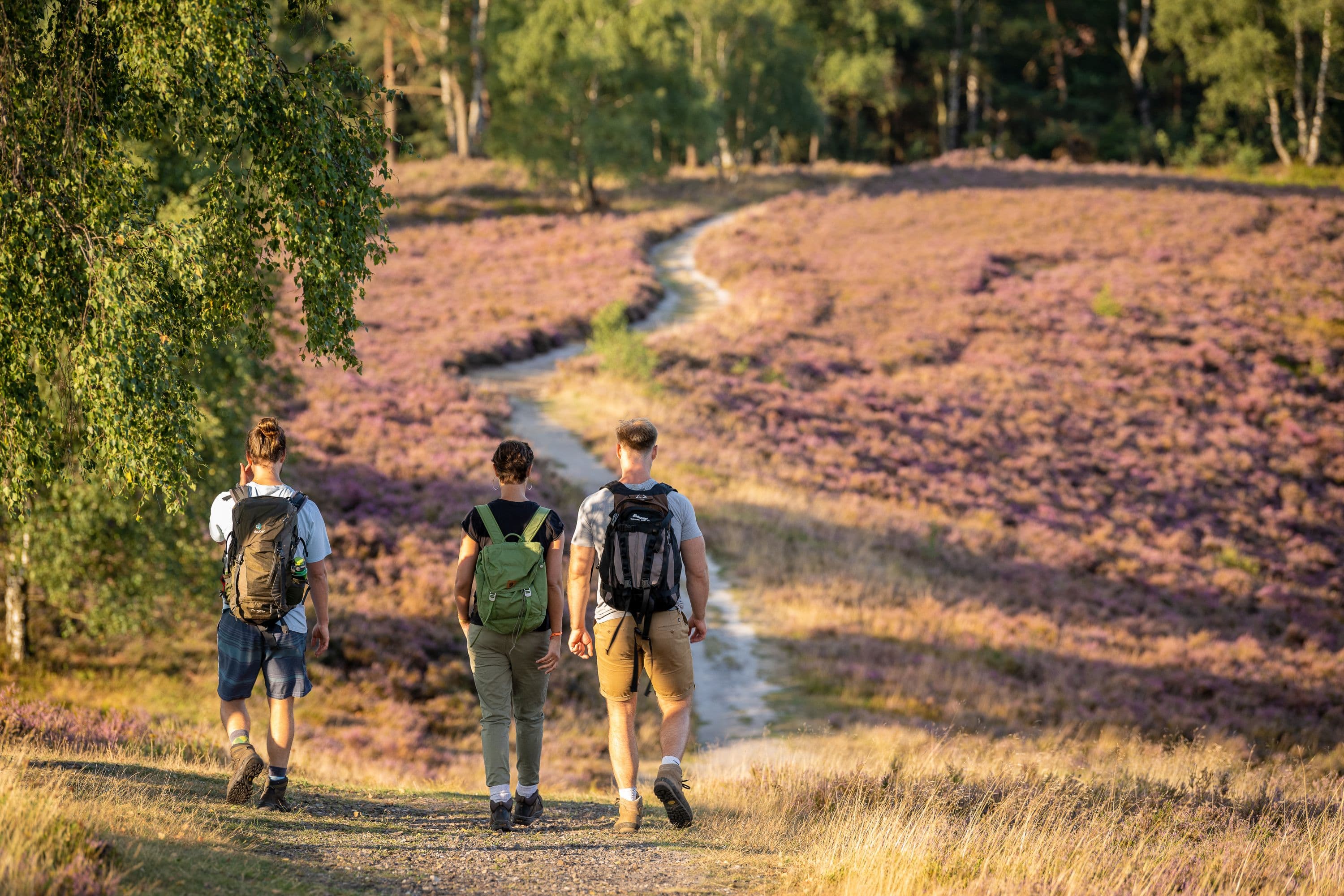Brunsberg Sprötze wandern Heideblüte Nordheide