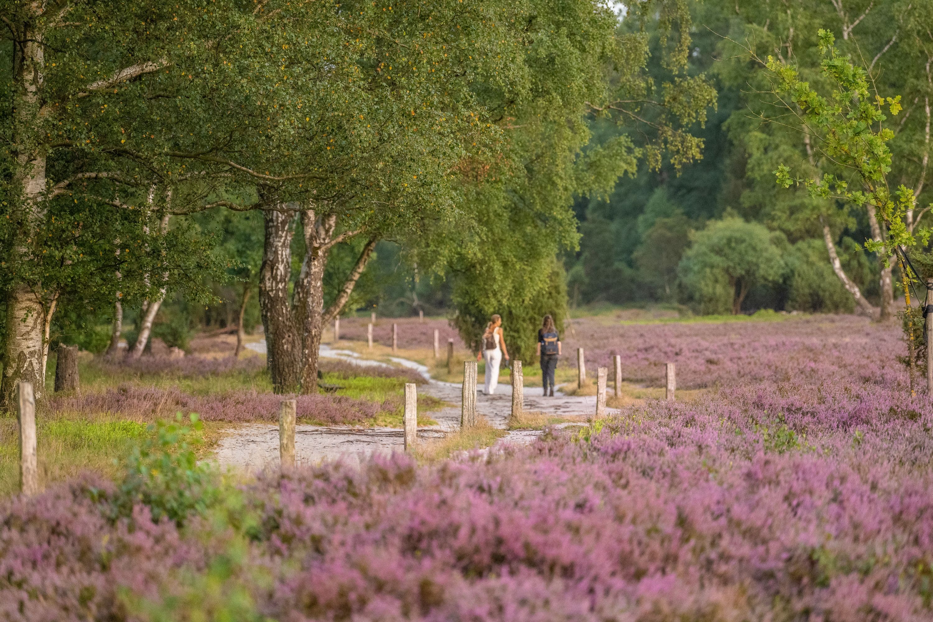 Büsenbachtal Handeloh Heideblüte Lüneburger Heide