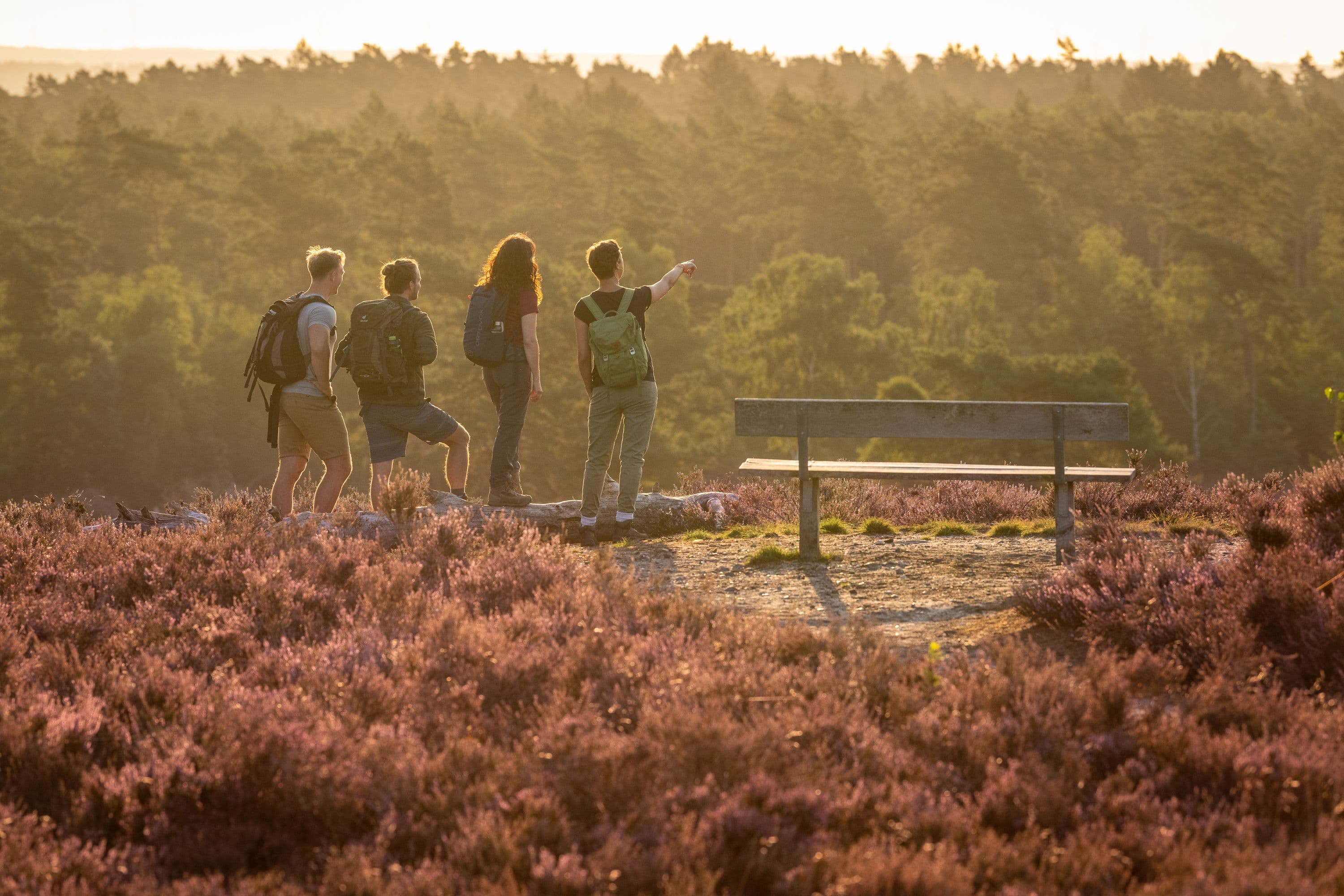 Brunsberg Sprötze Heideblüte Aussichtspunkt