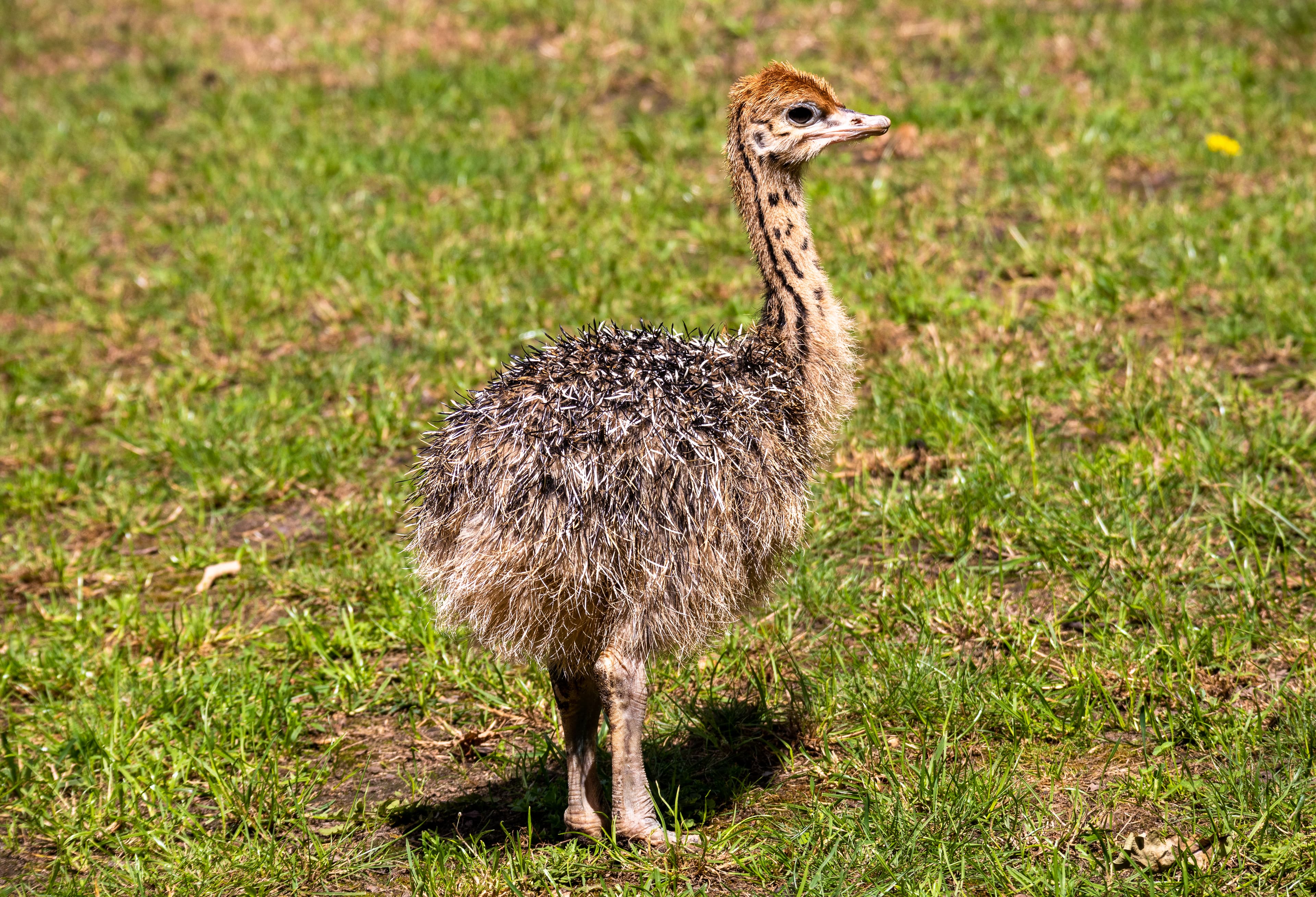 Zucht der Strauße auf der Straußenfarm Heidekreis