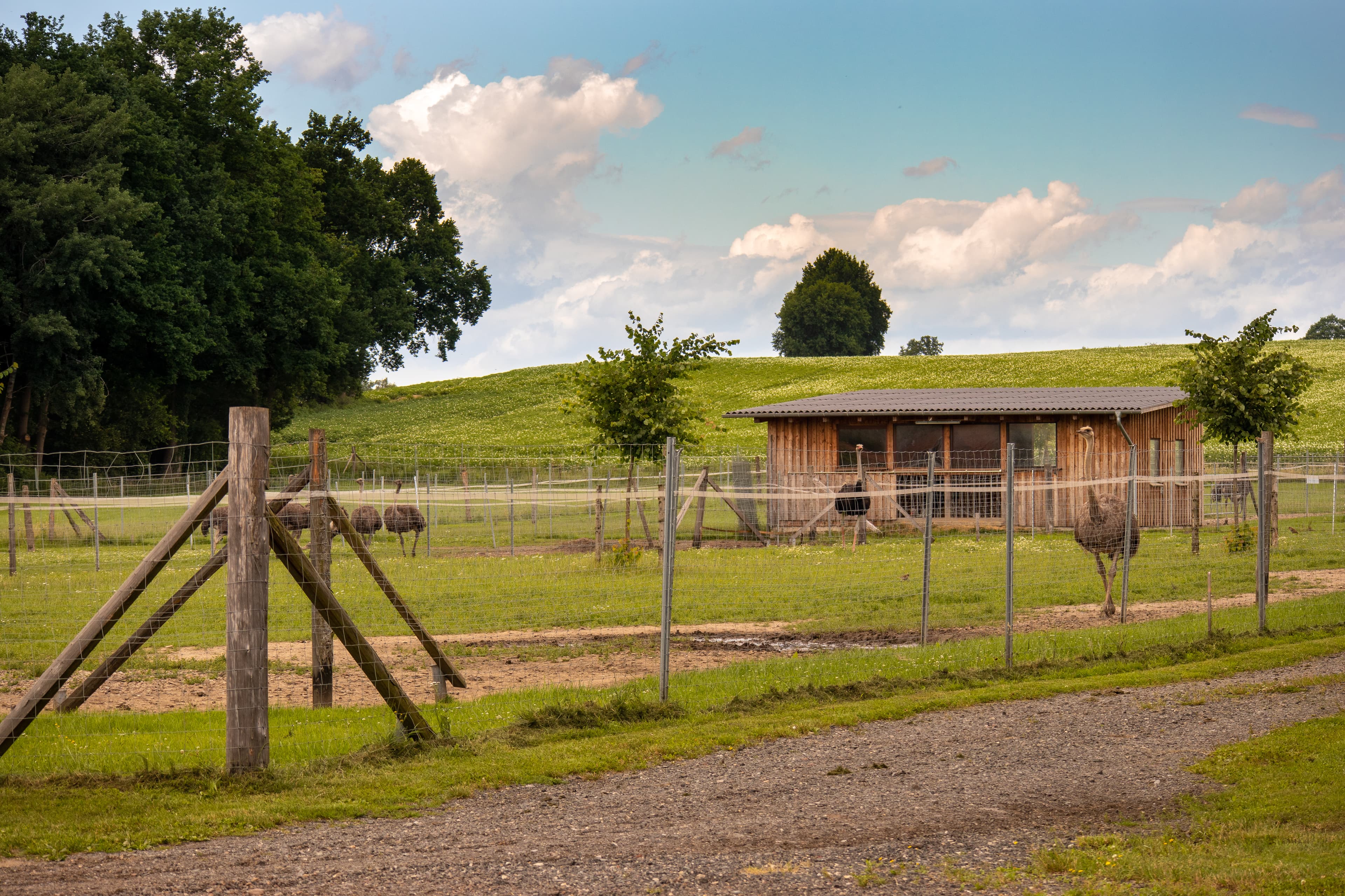 Artgerechte Tierhaltung auf der Straussenfarm Heidekreis