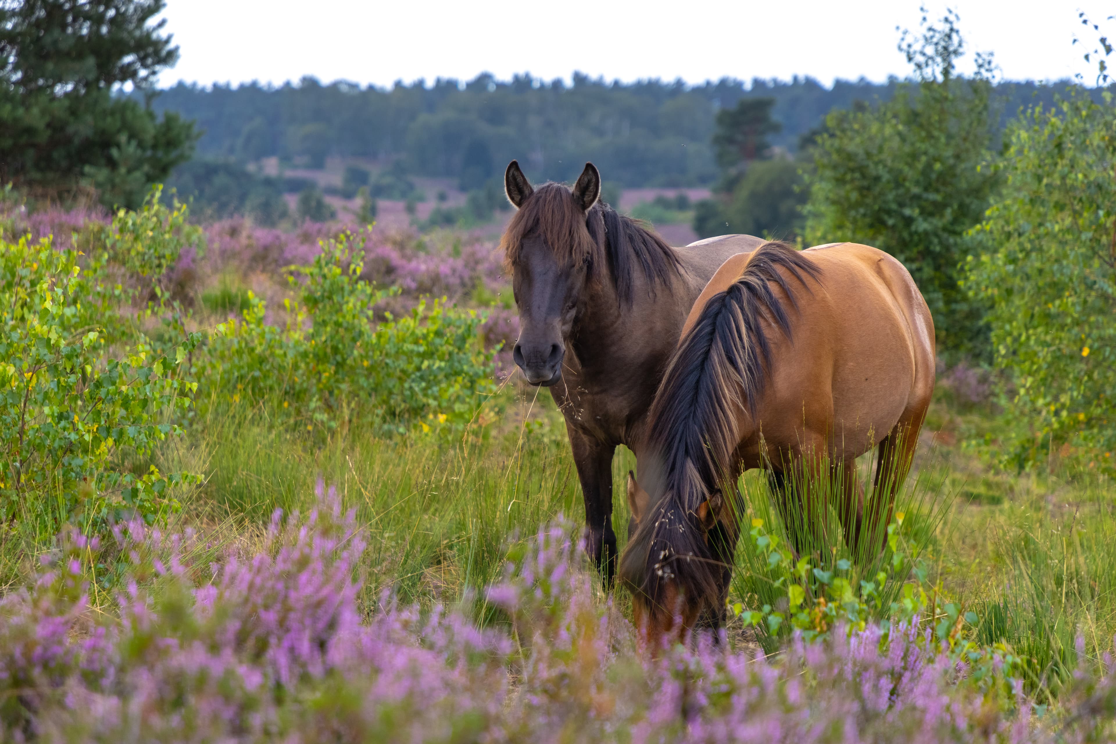Undeloh Lüneburger Heide Radenbachtal Dülmener Pferde Wildpferde Sommer Heideblüte