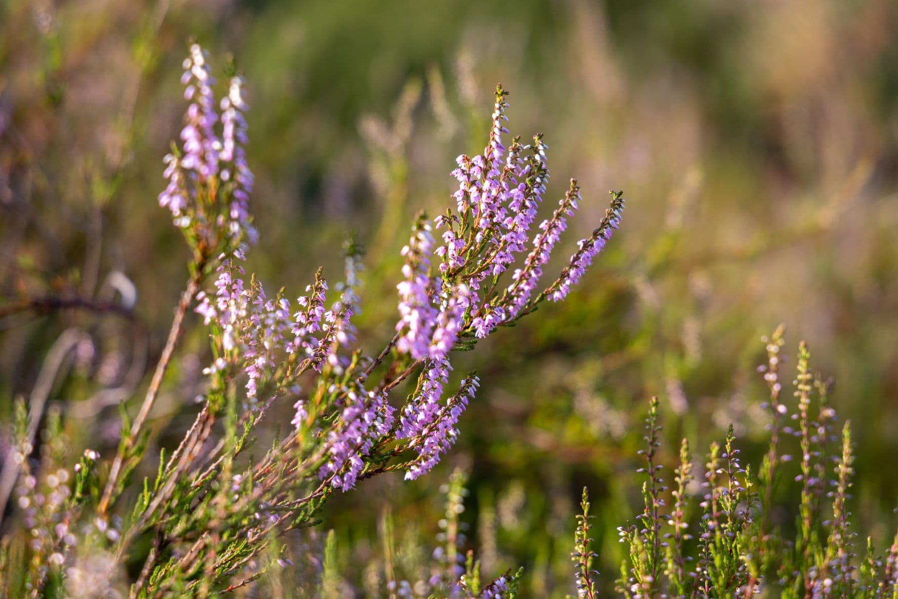 blühende heidepflanze in der lüneburger heide