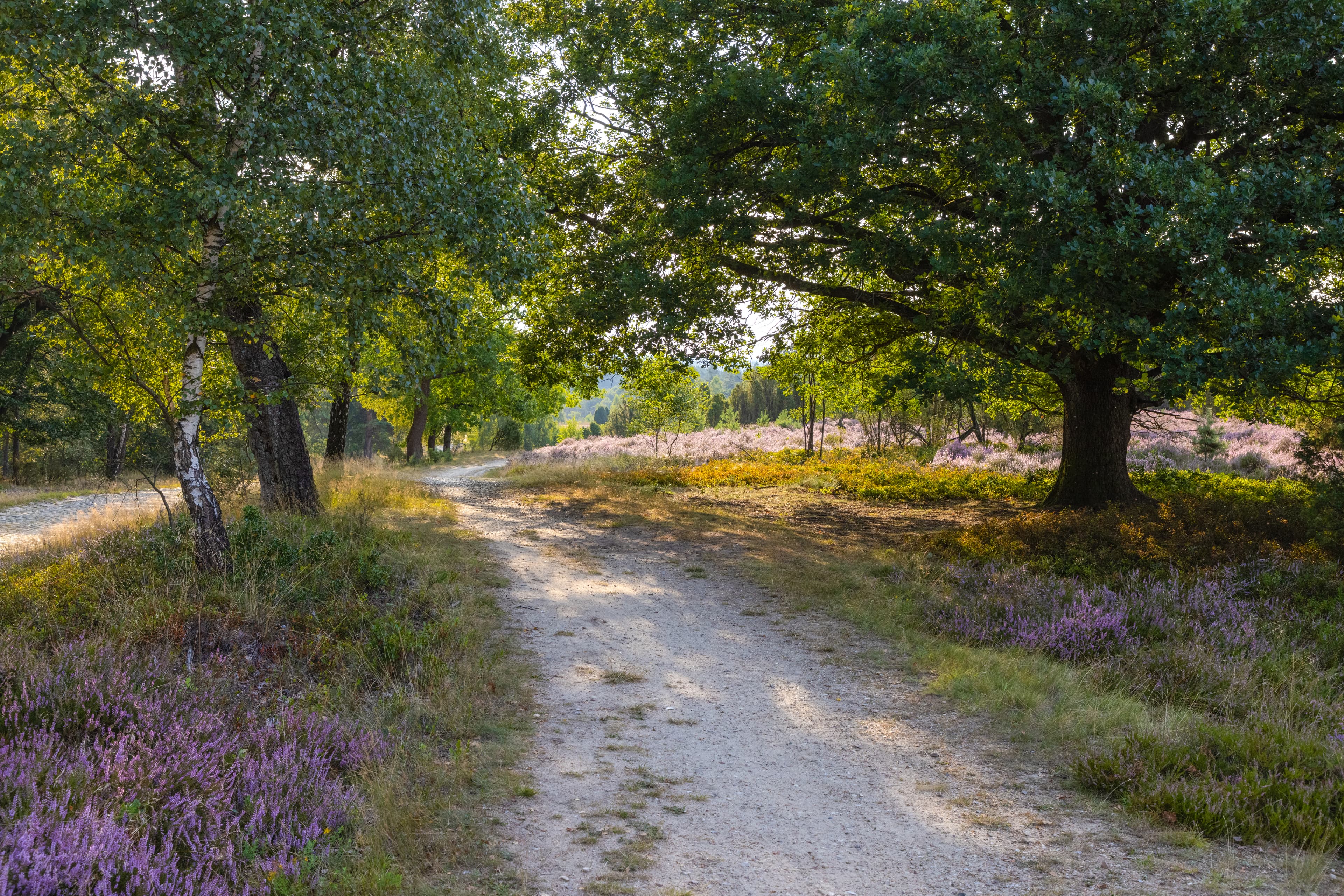 Wanderung durch die Döhler Heide