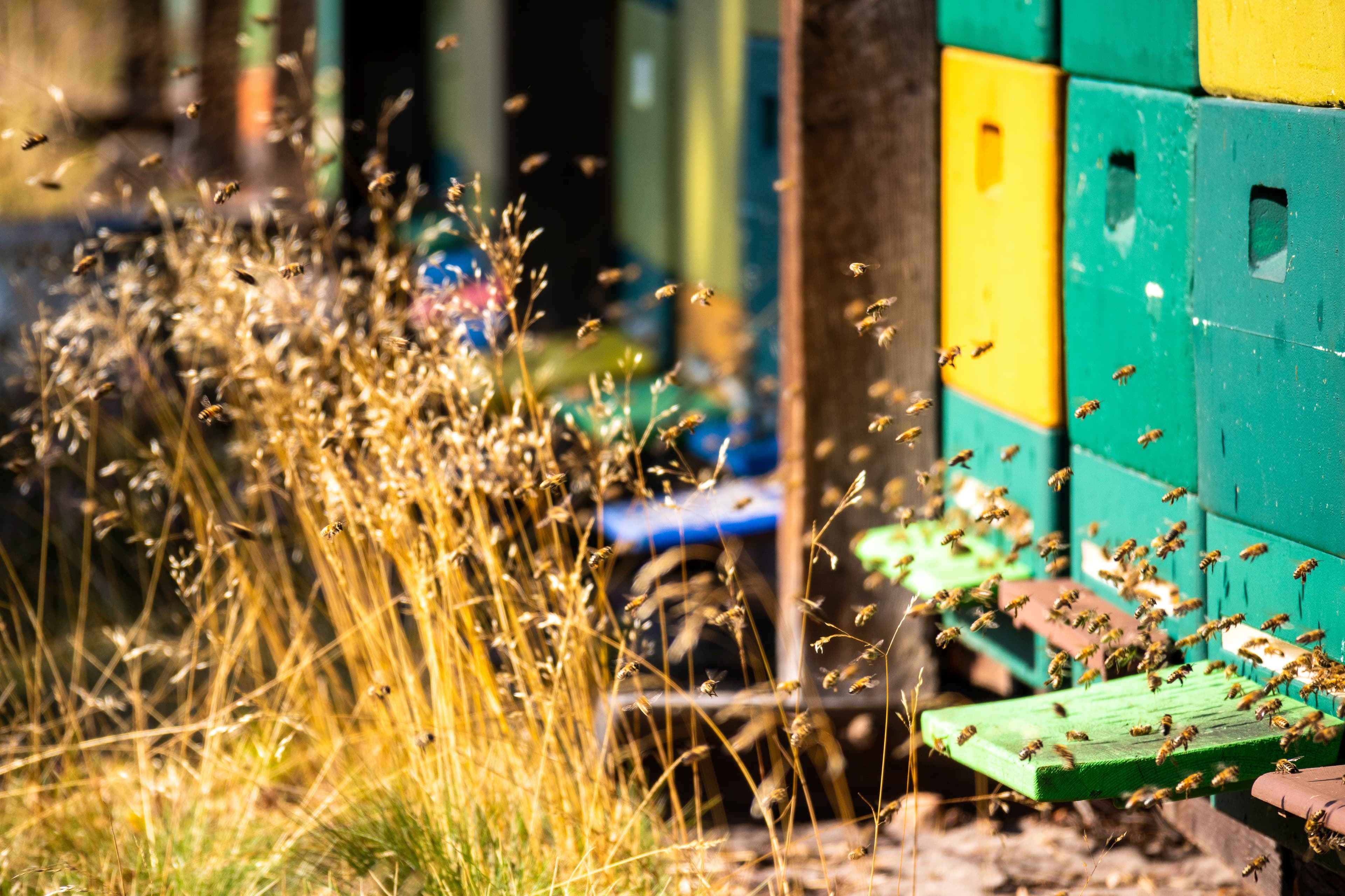 Heidehonig Ernte in Sudermühlen